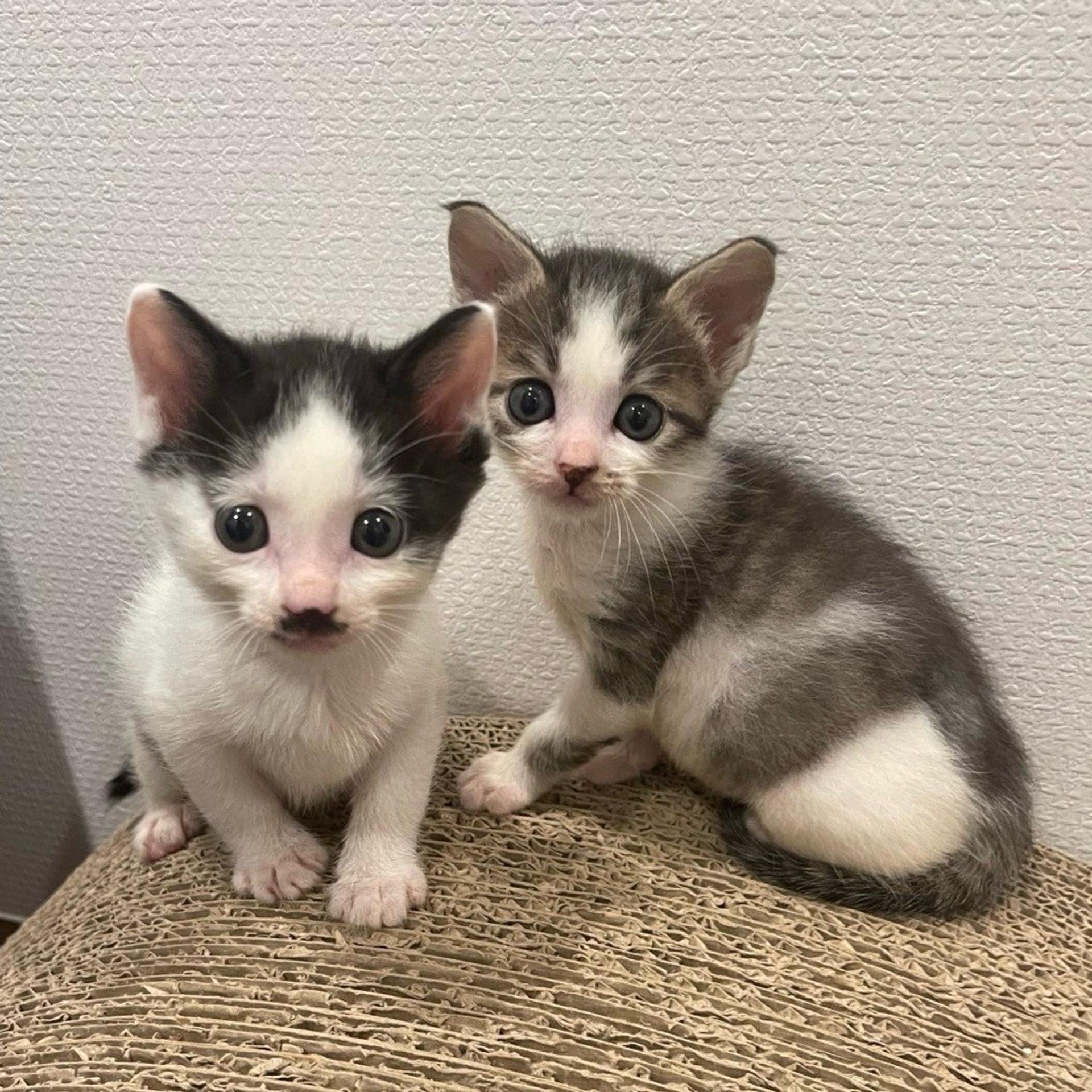 pet-image-8