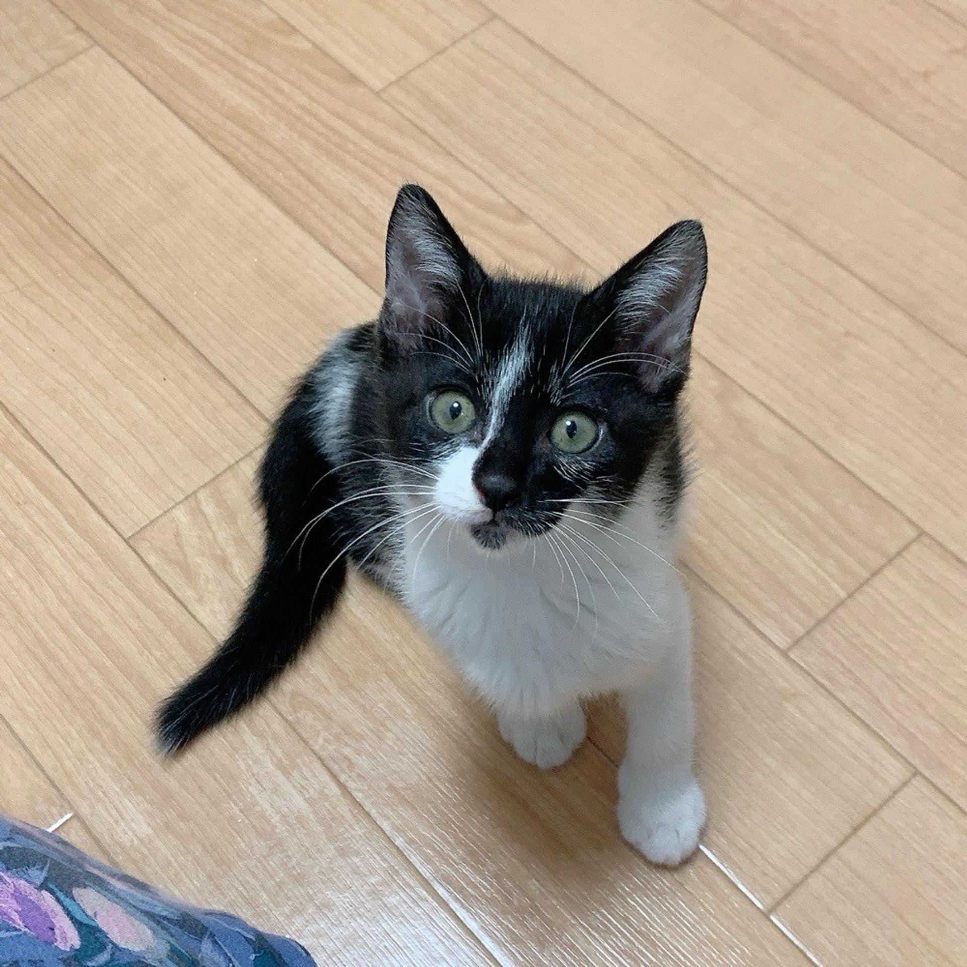 pet-image-3