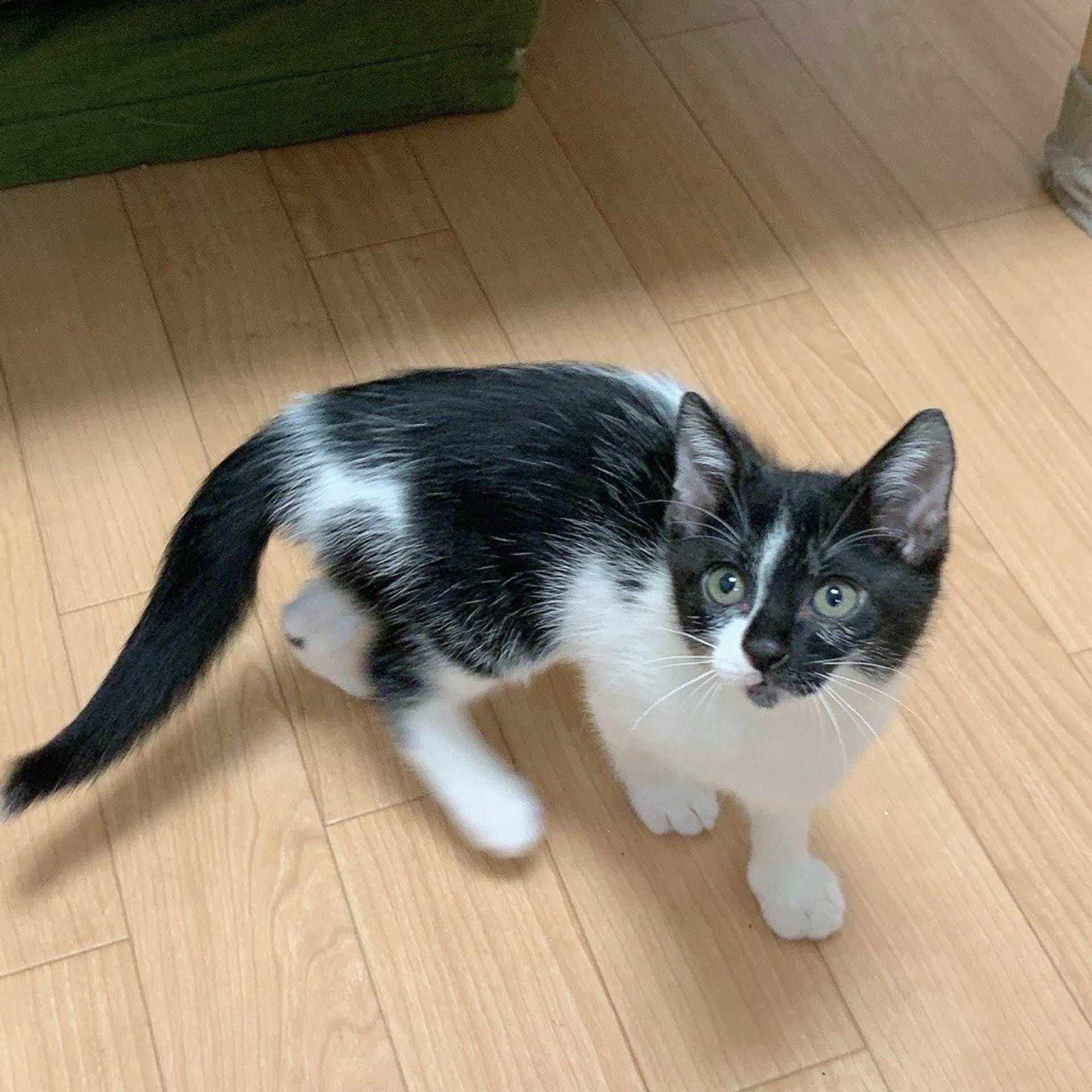 pet-image-5