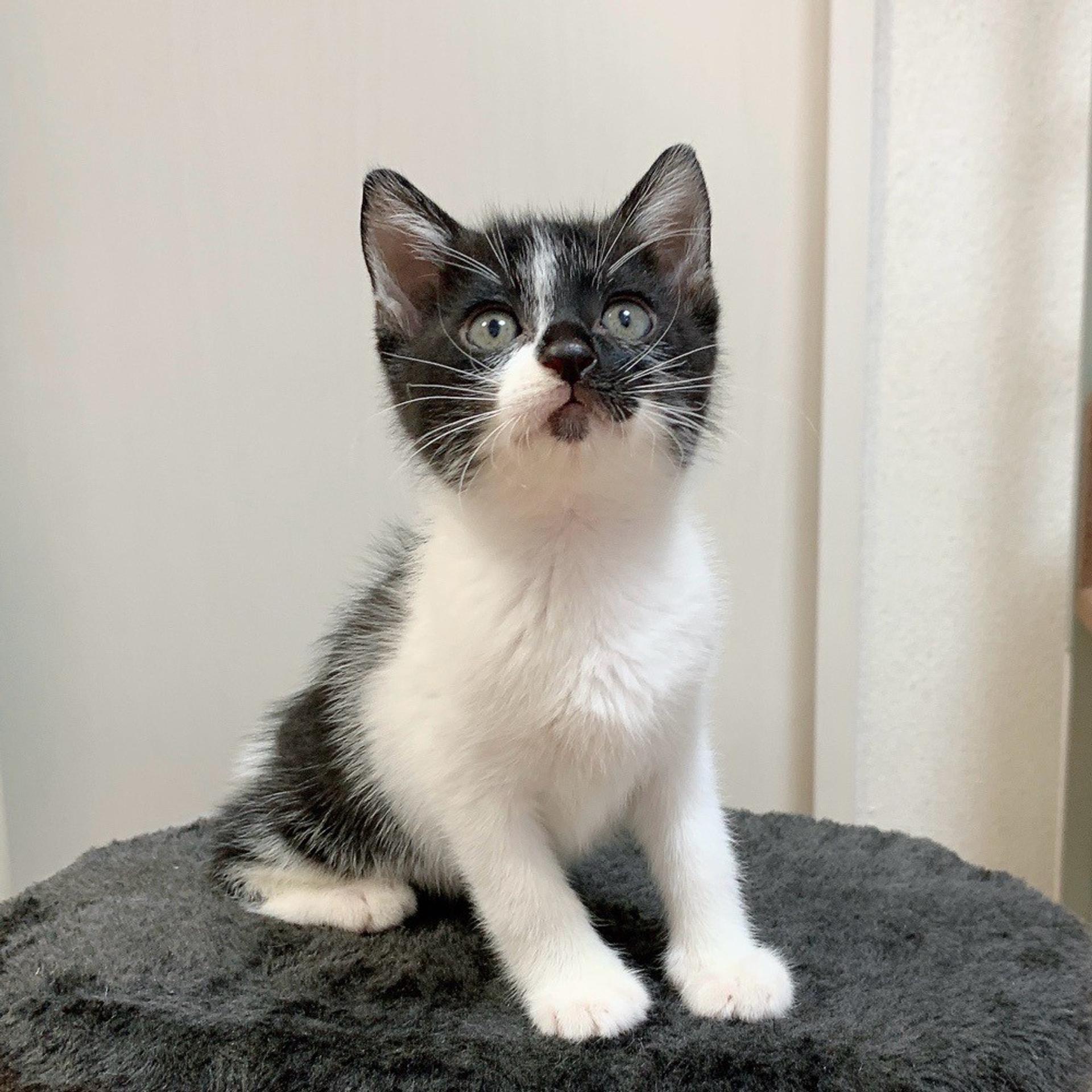 pet-image-2