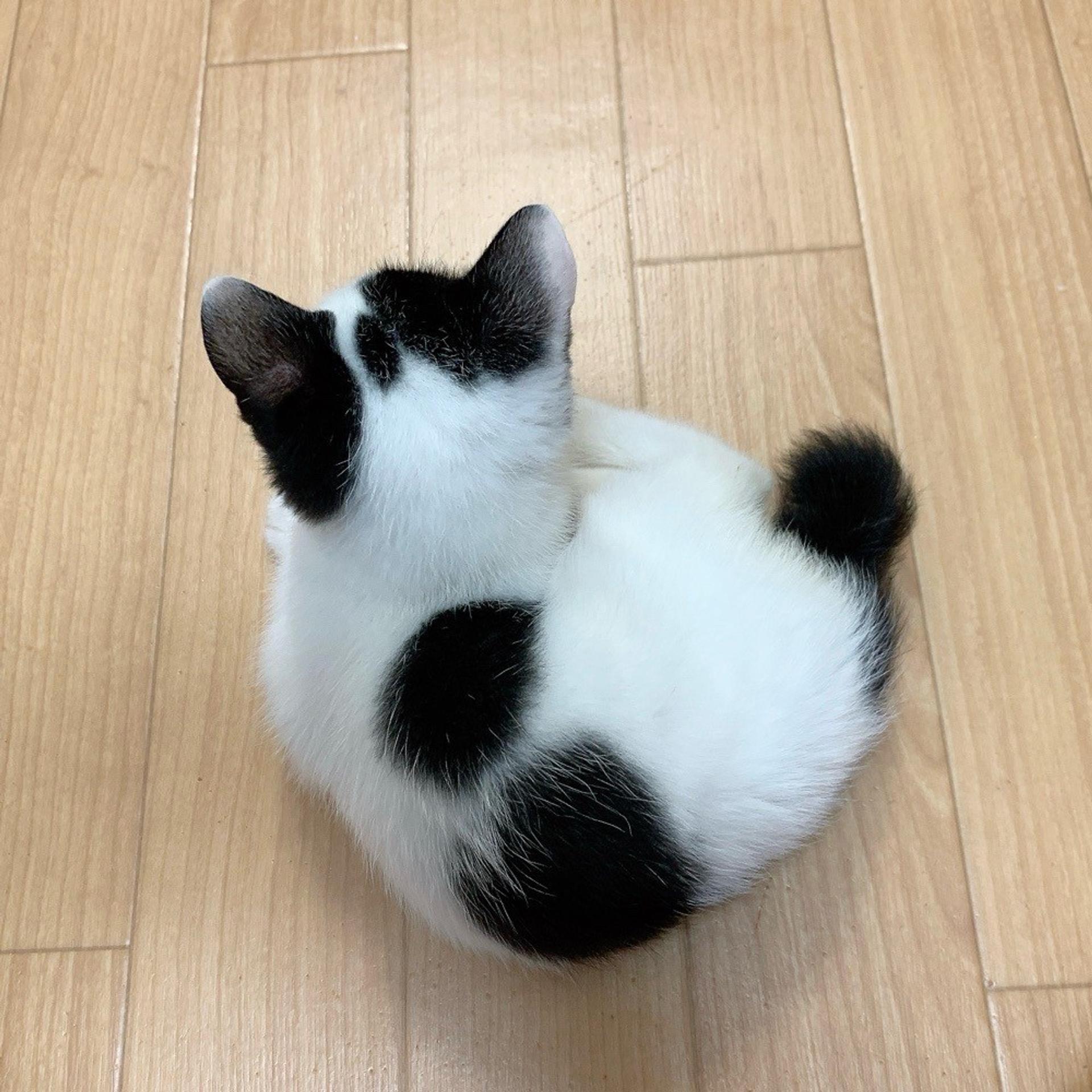pet-image-4