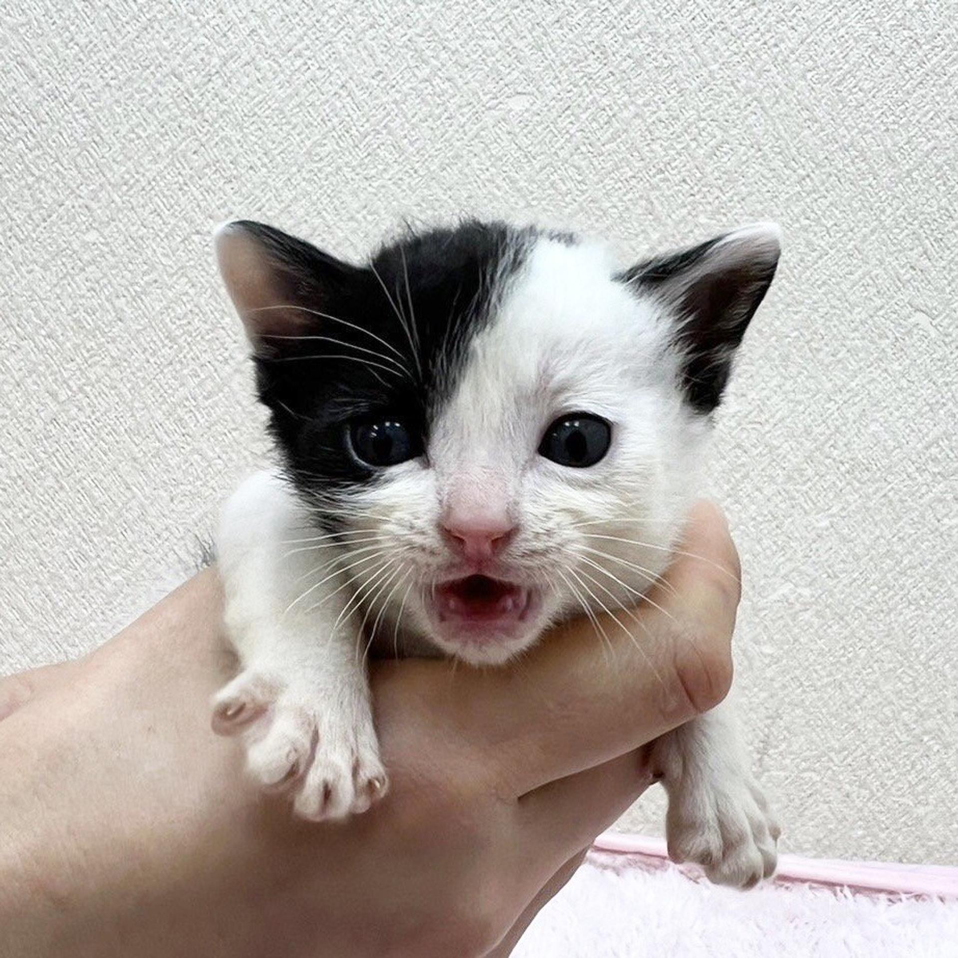 pet-image-8