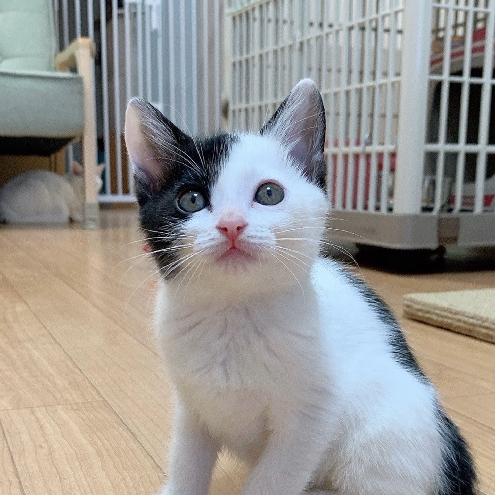 雑種（ミックス猫）・オスの里親募集の写真