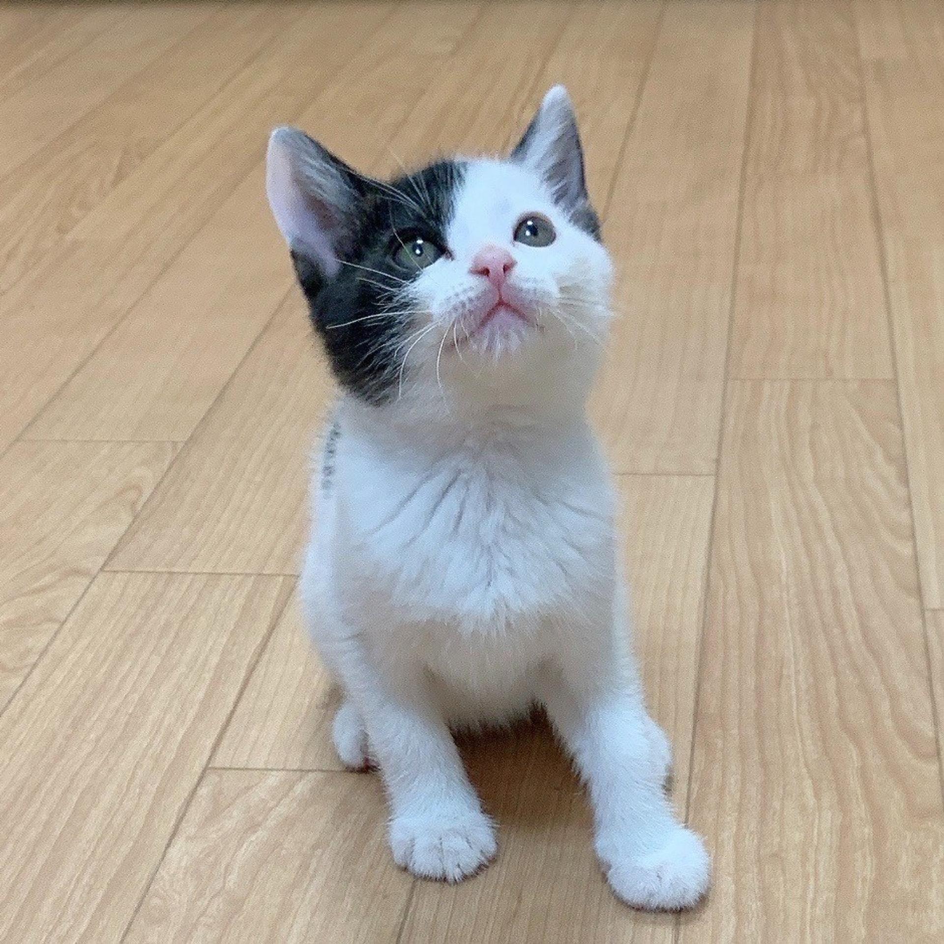 pet-image-2