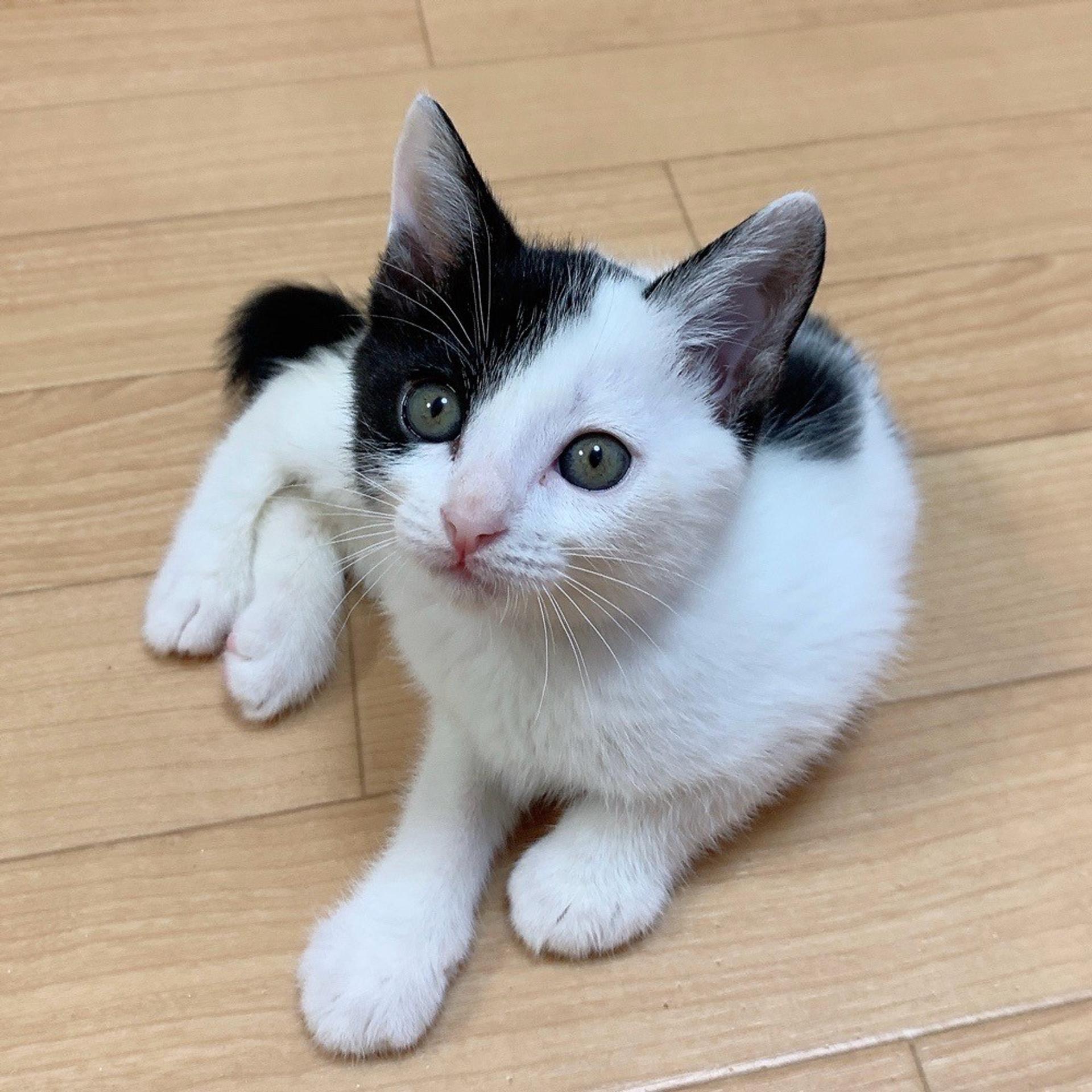 pet-image-3
