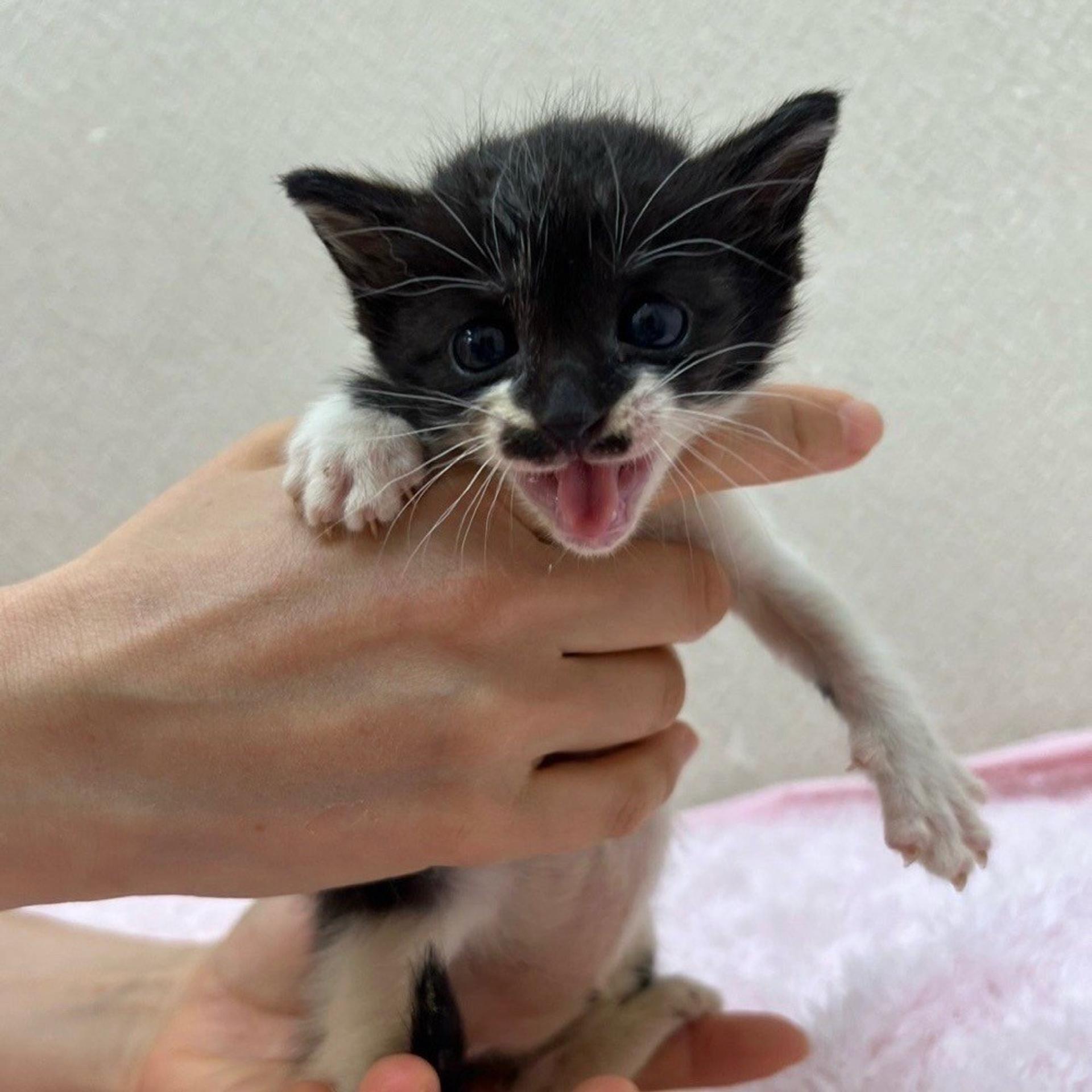 pet-image-2