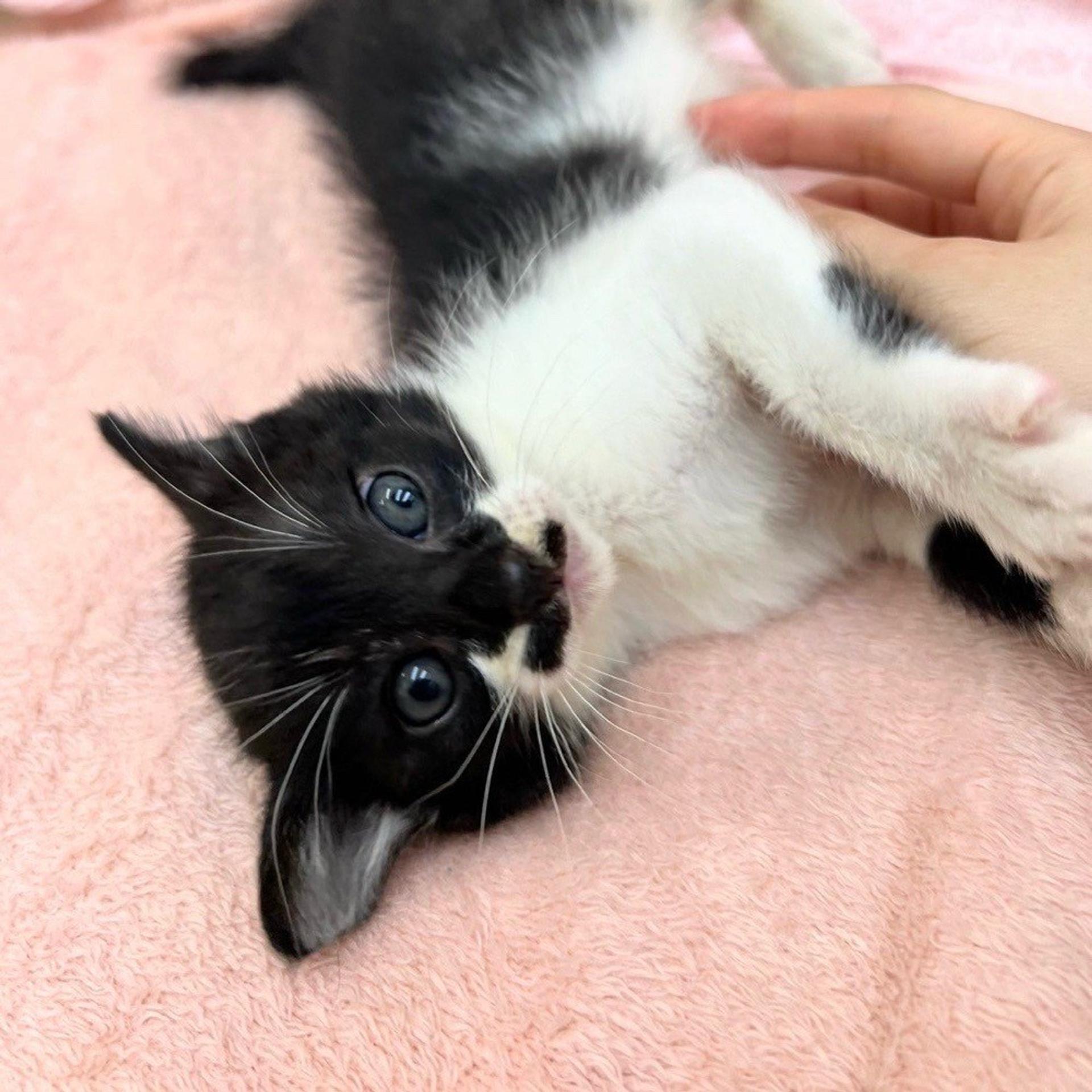 pet-image-3