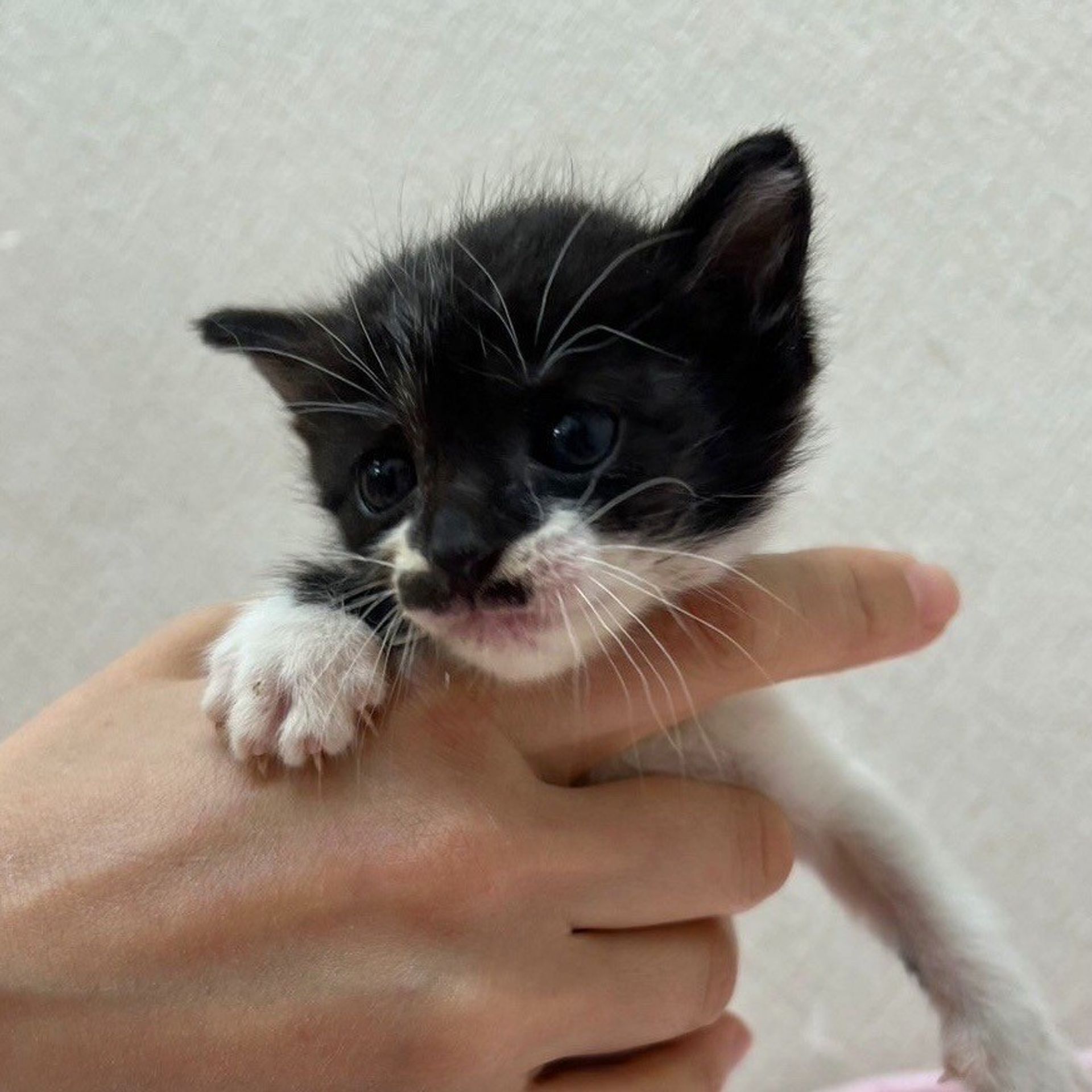 雑種（ミックス猫）・メスの里親募集の写真