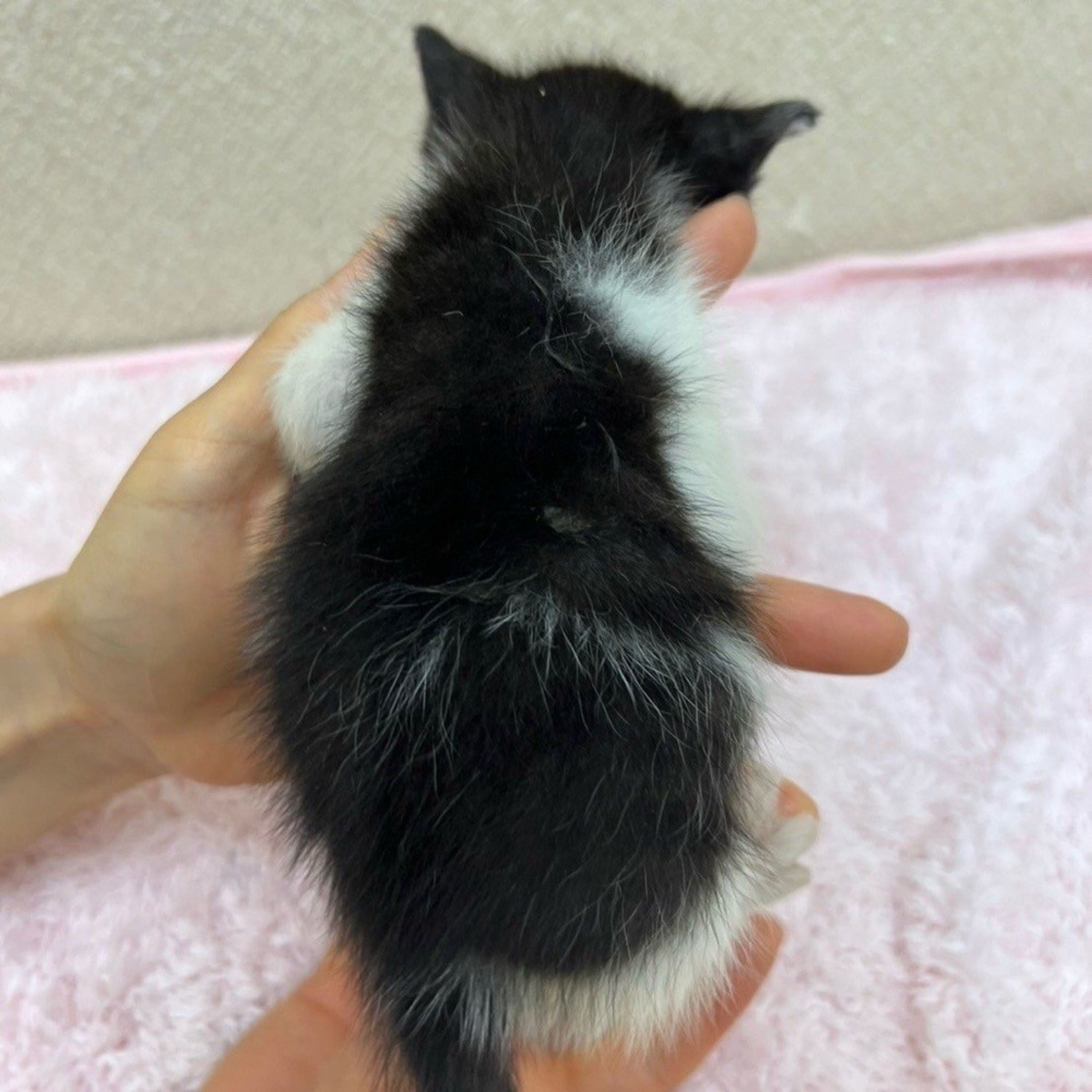 pet-image-6