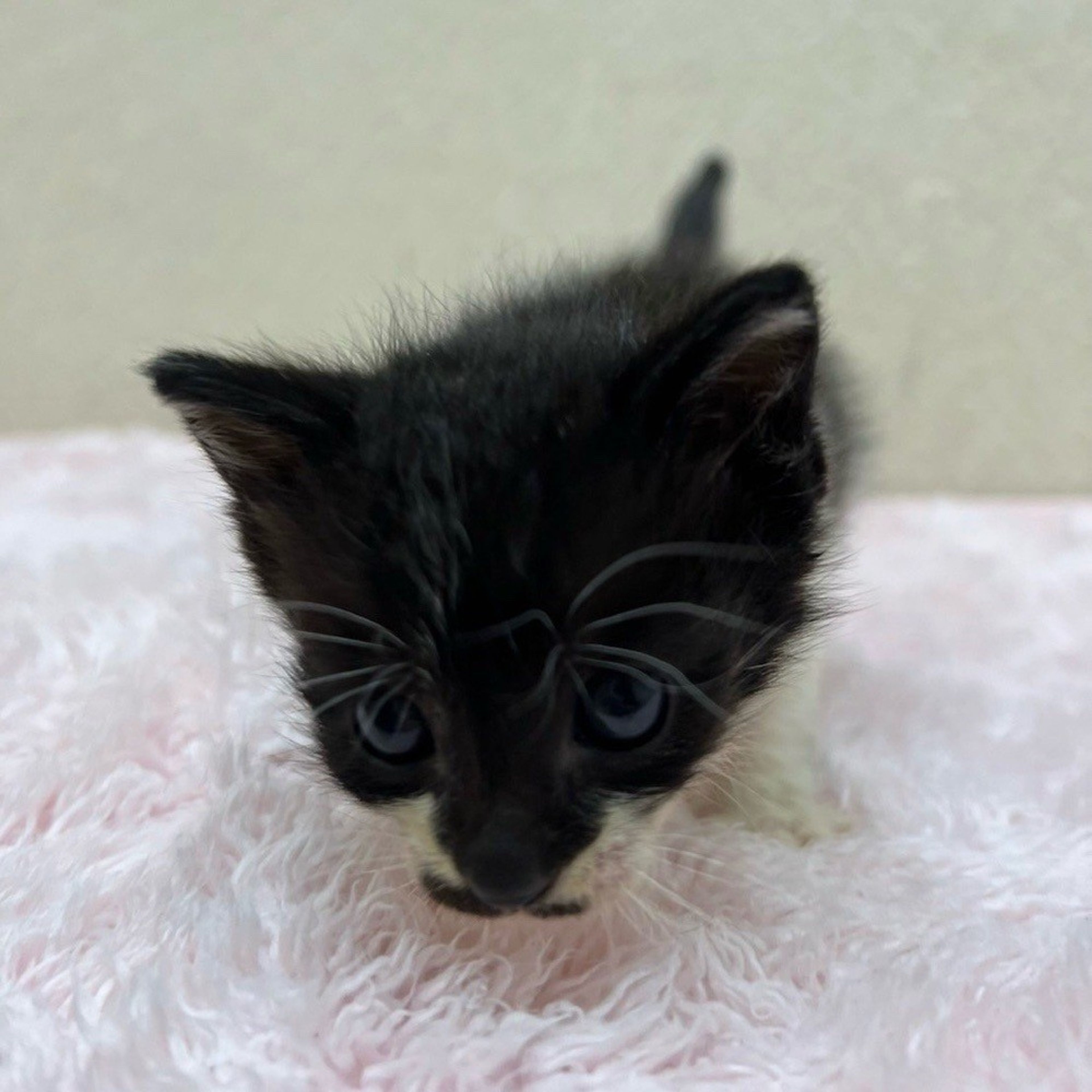 pet-image-7