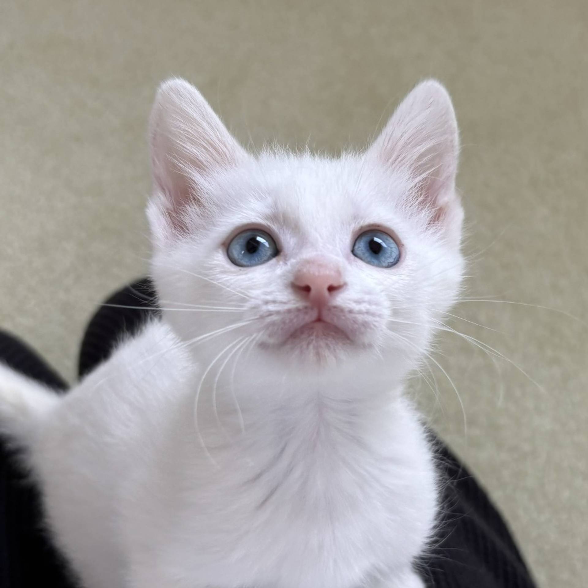 雑種（ミックス猫）・メスの里親募集の写真
