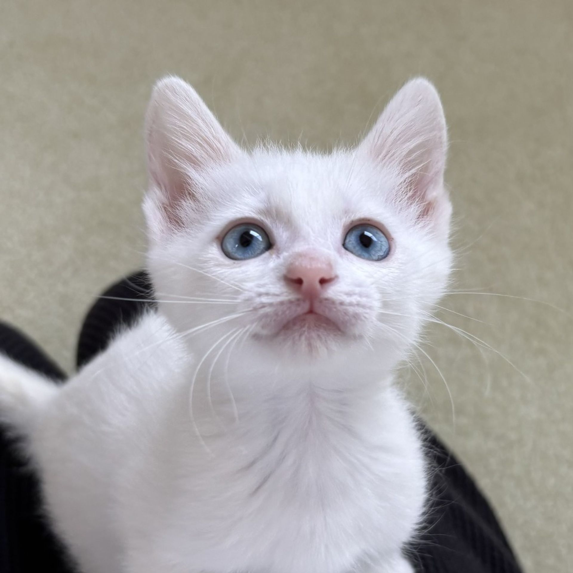 雑種（ミックス猫）・メスの里親募集の写真