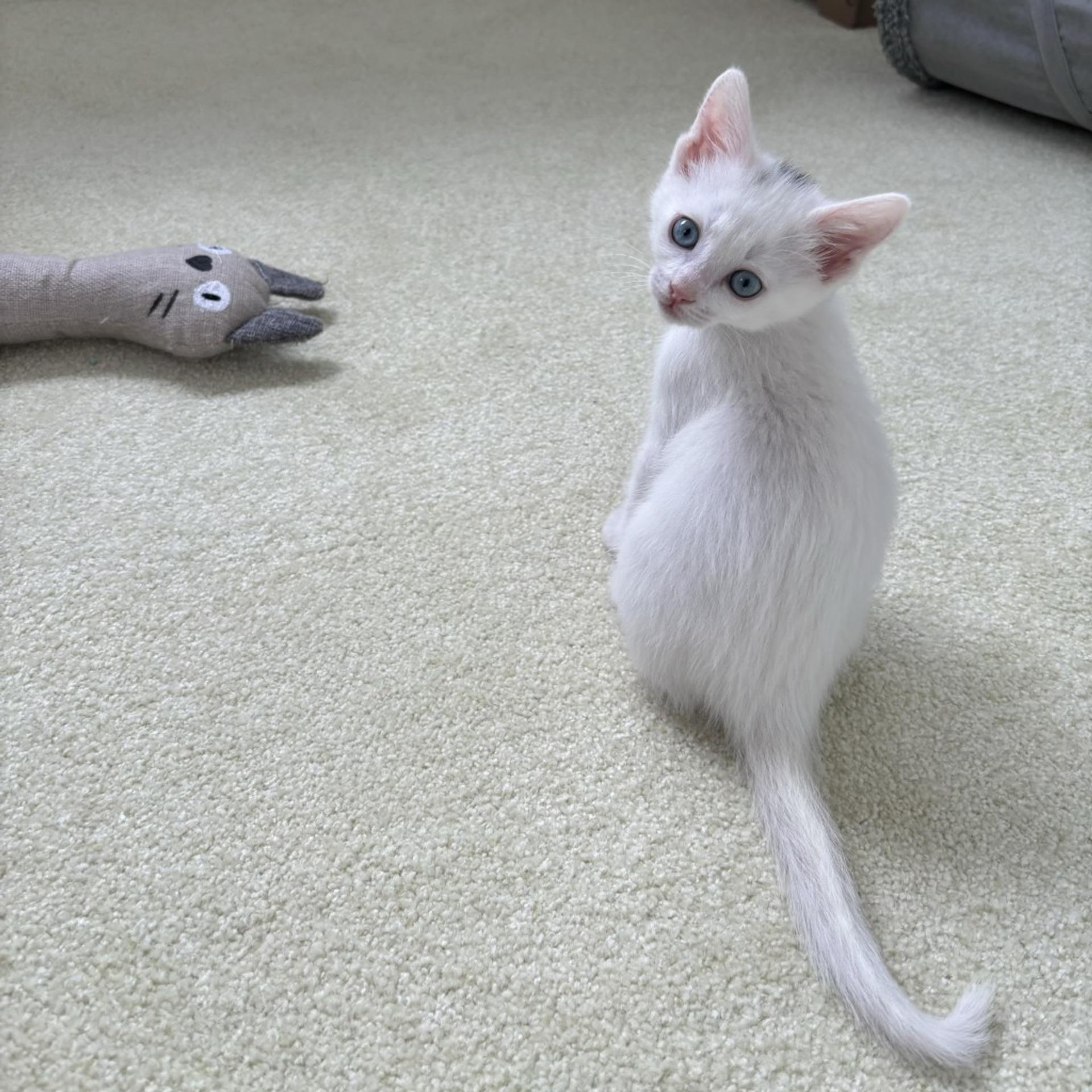 pet-image-4