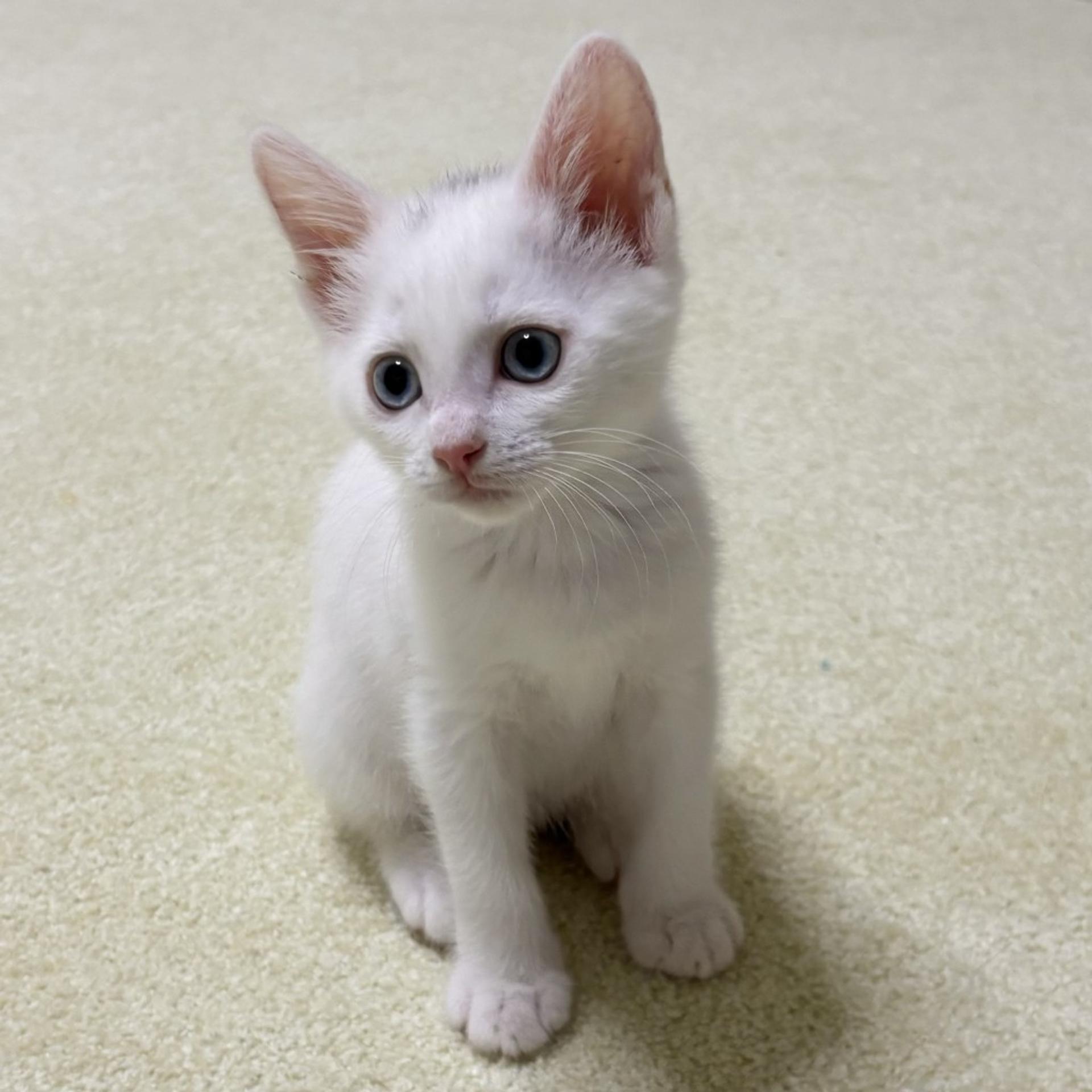 pet-image-5