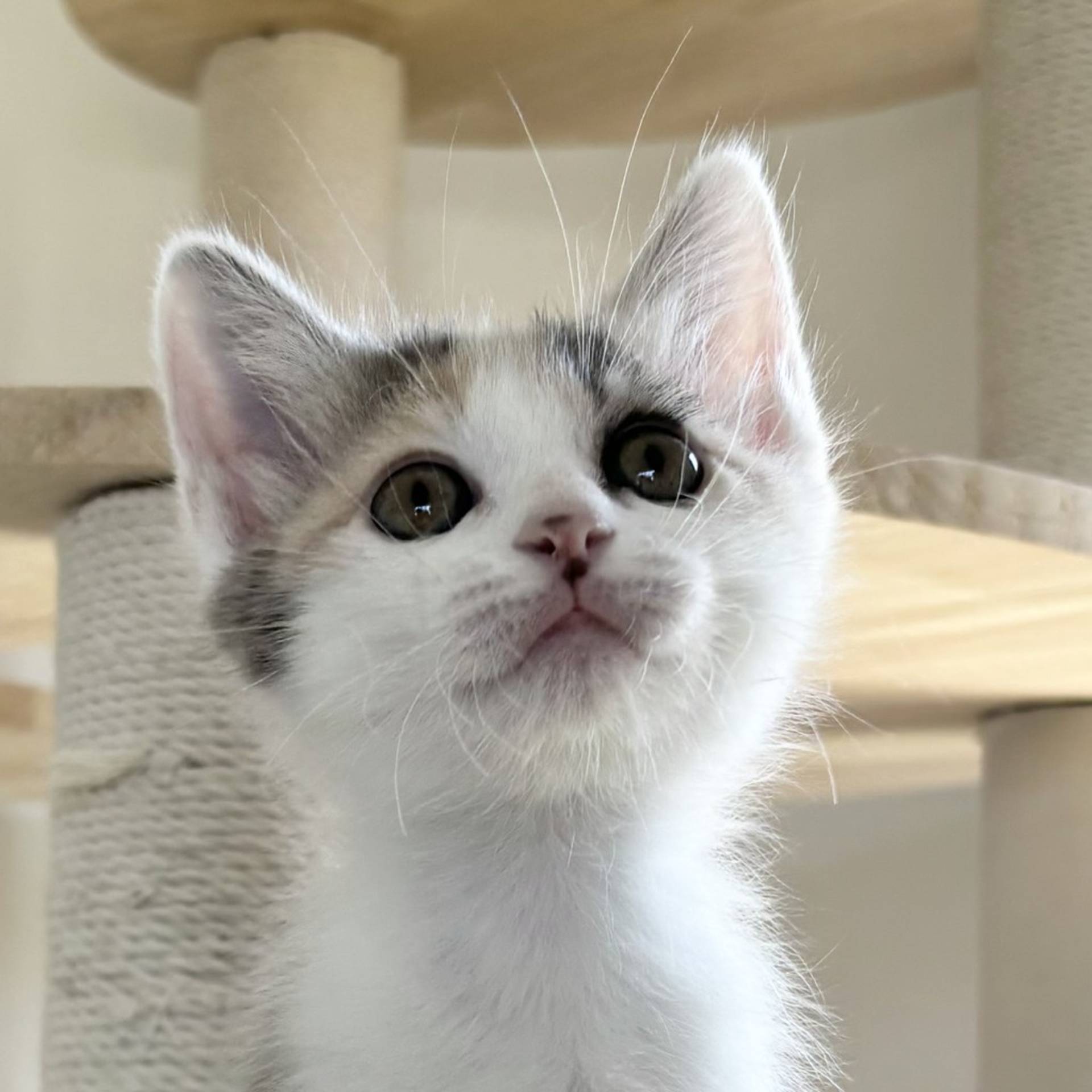 雑種（ミックス猫）・メスの里親募集の写真