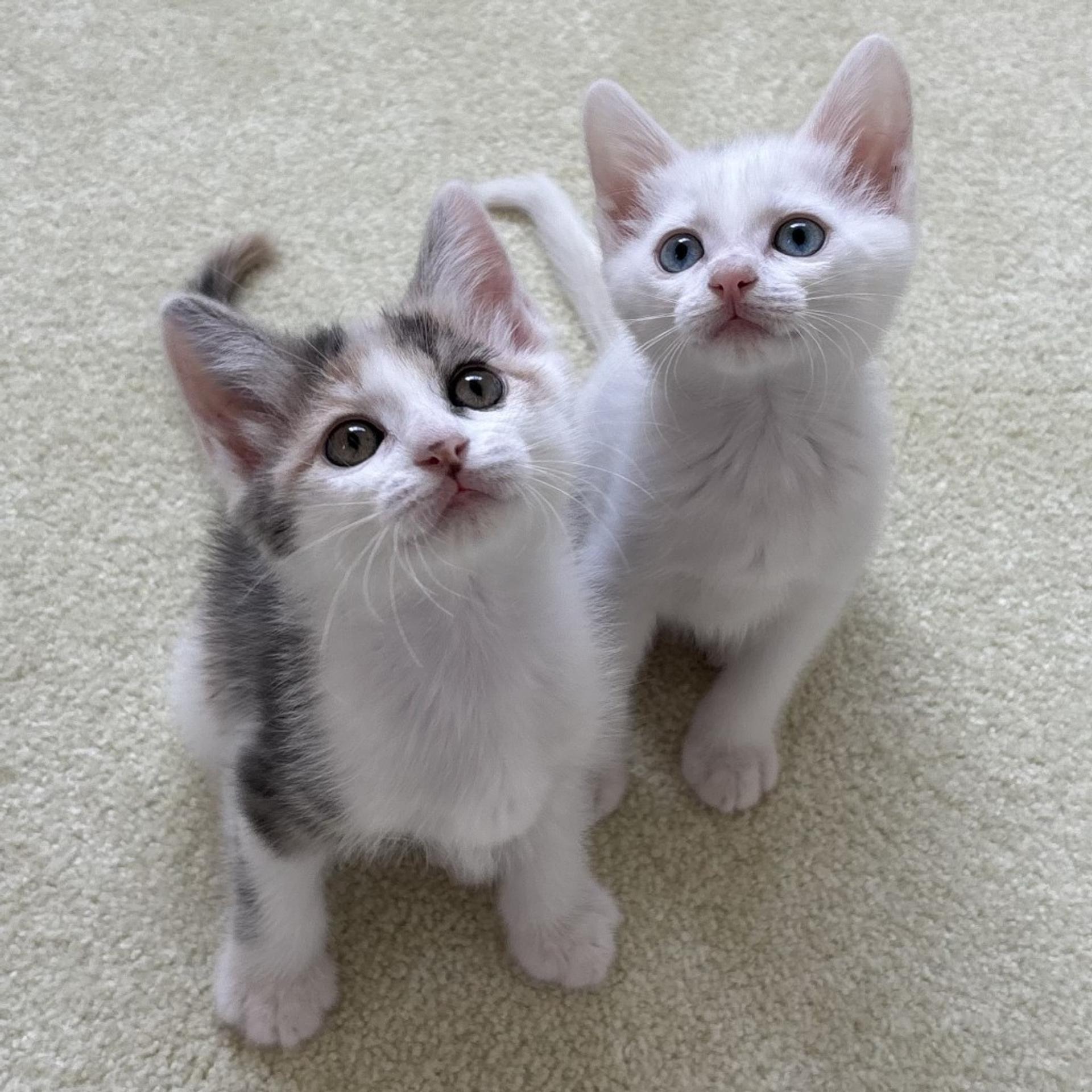 pet-image-6