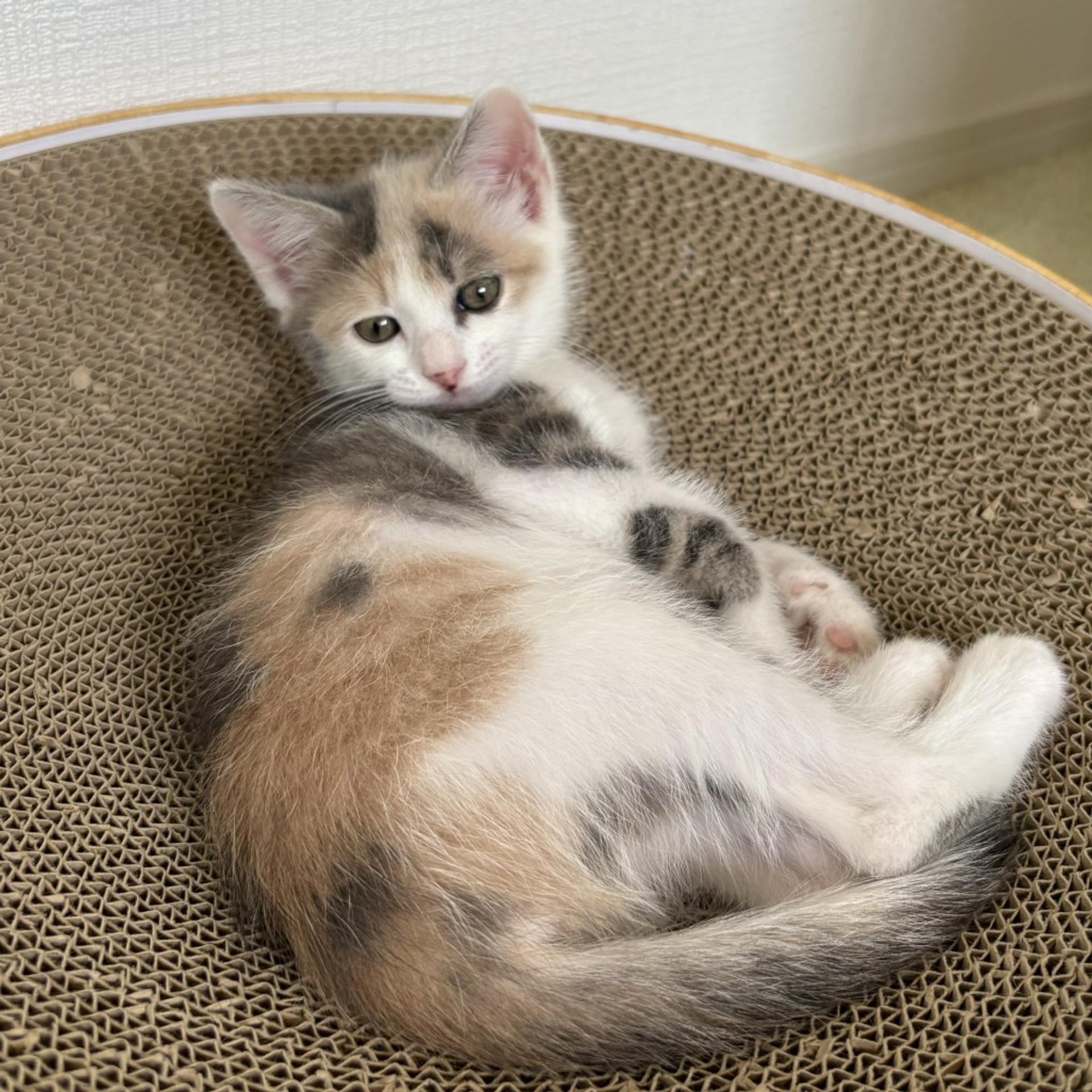 pet-image-4