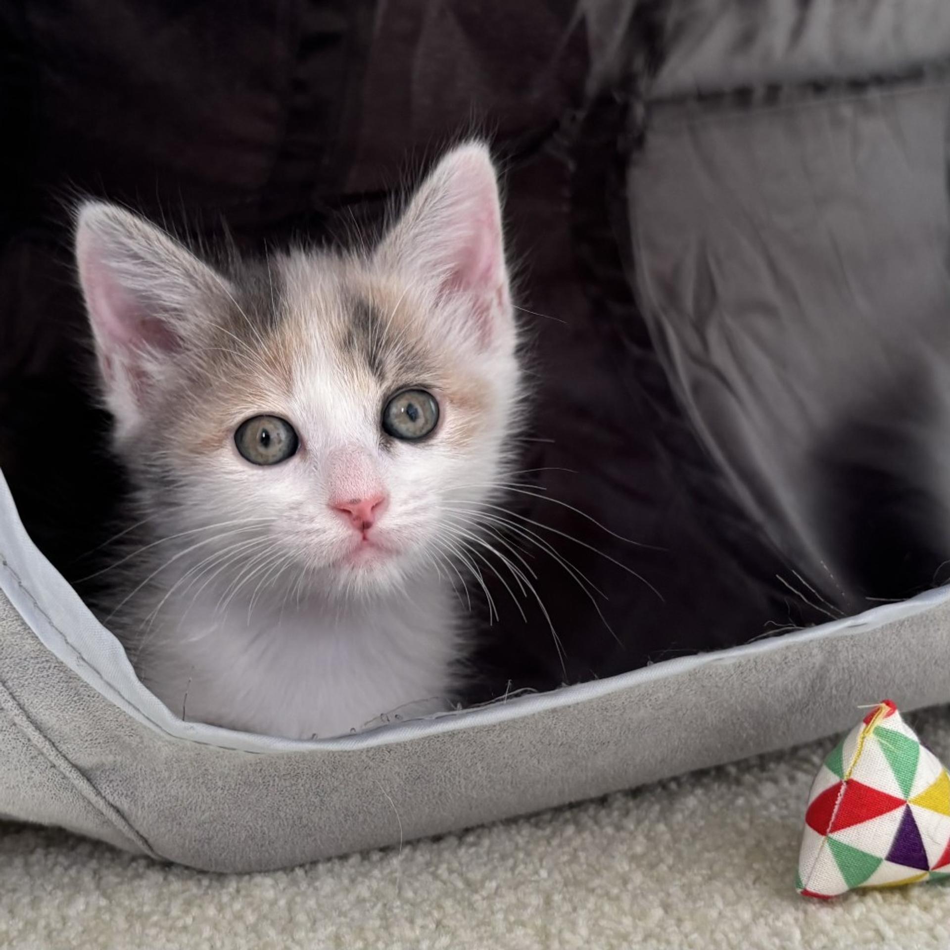 pet-image-3