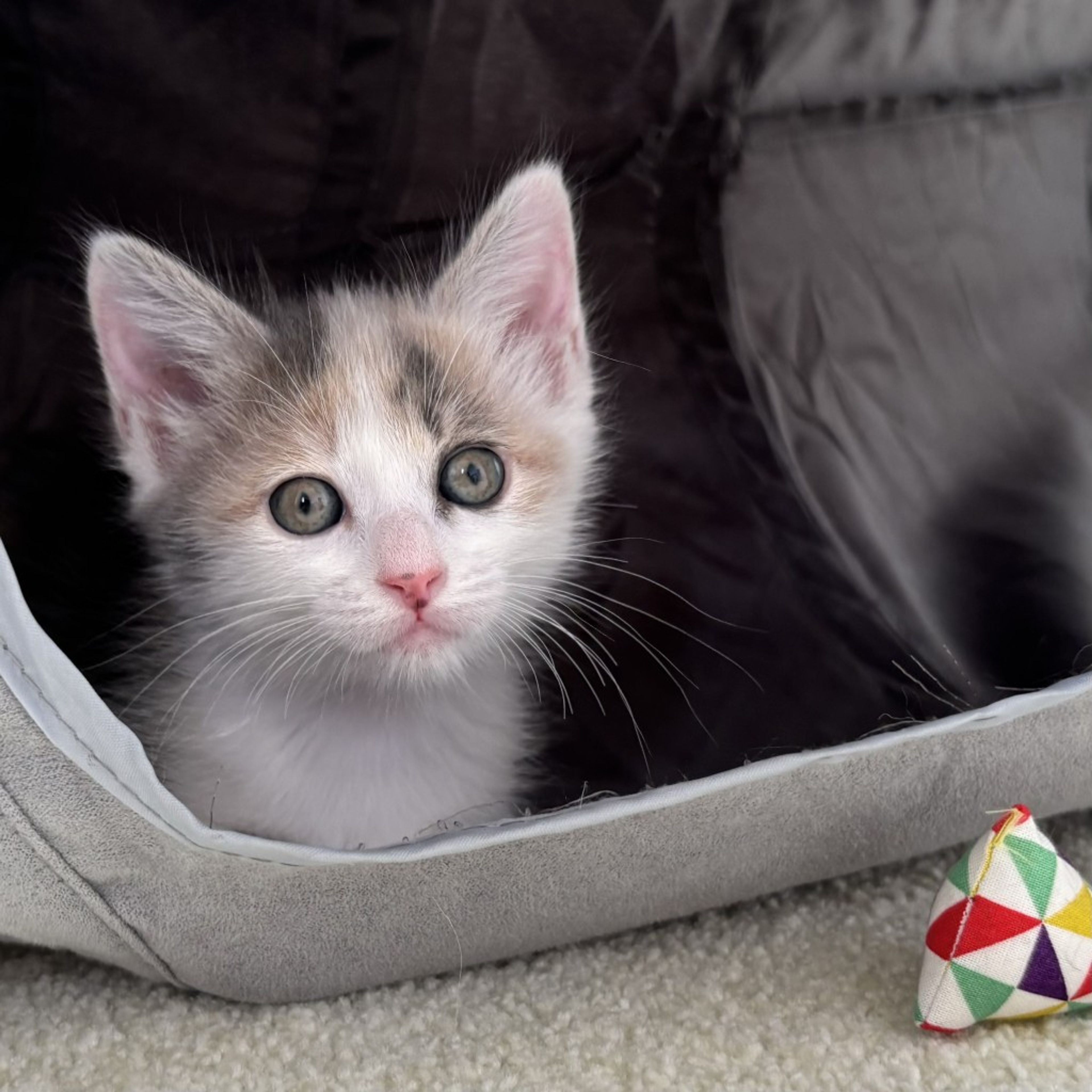 pet-image-3