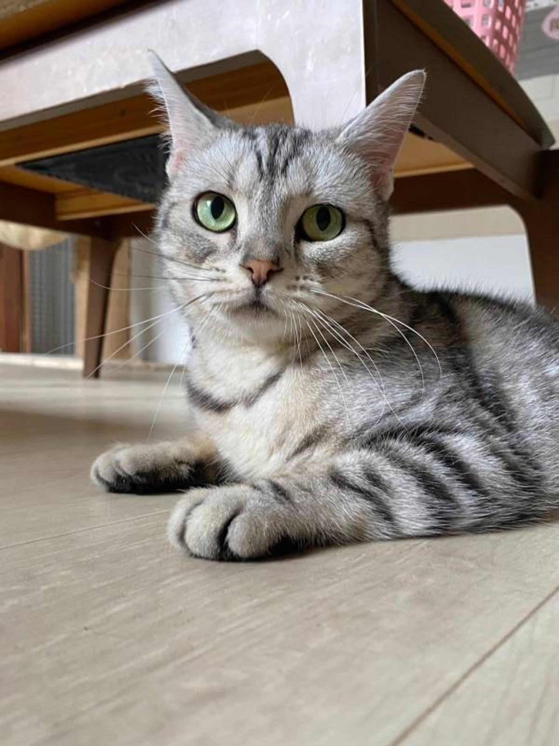 pet-image-2