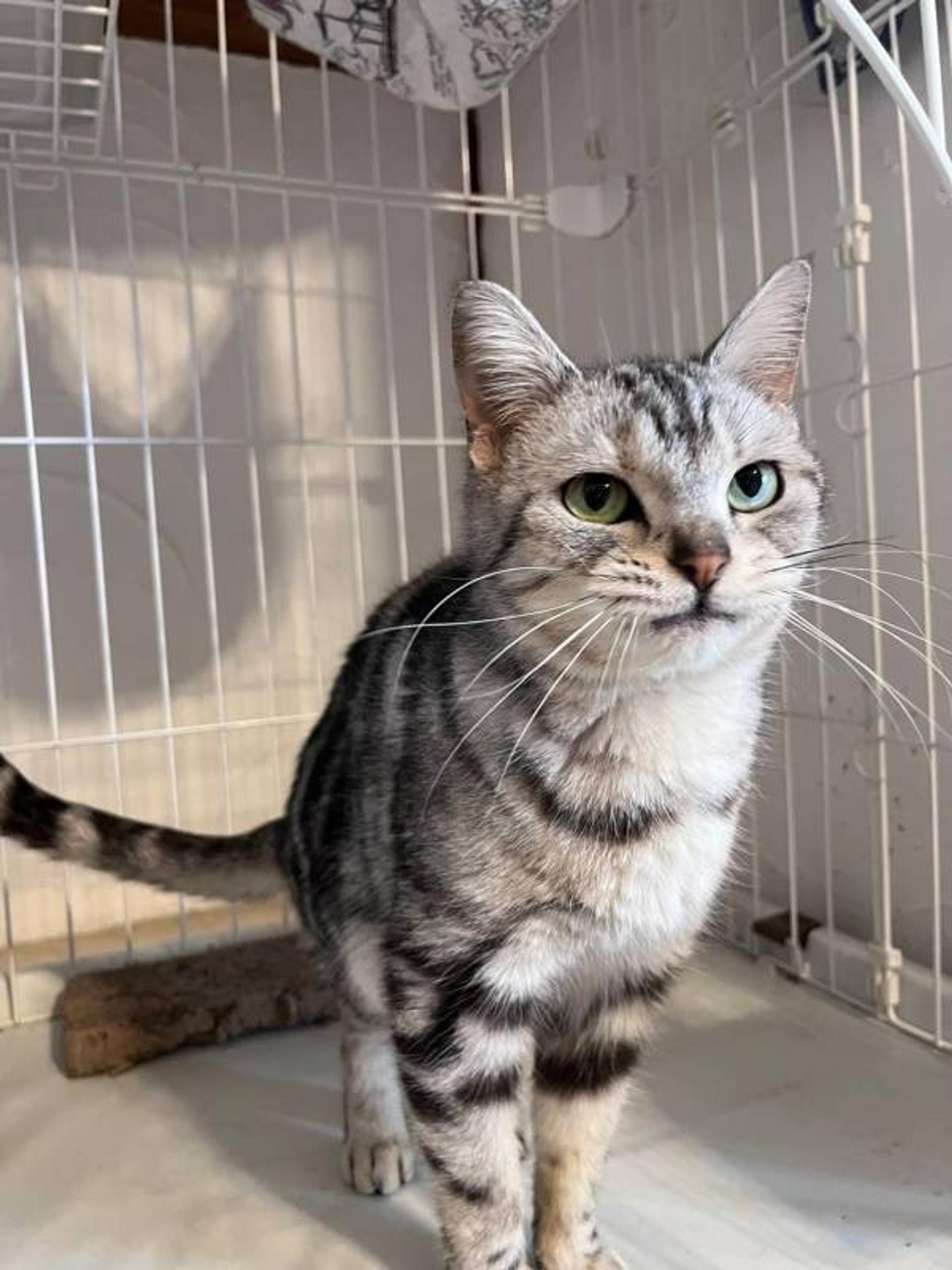 pet-image-3