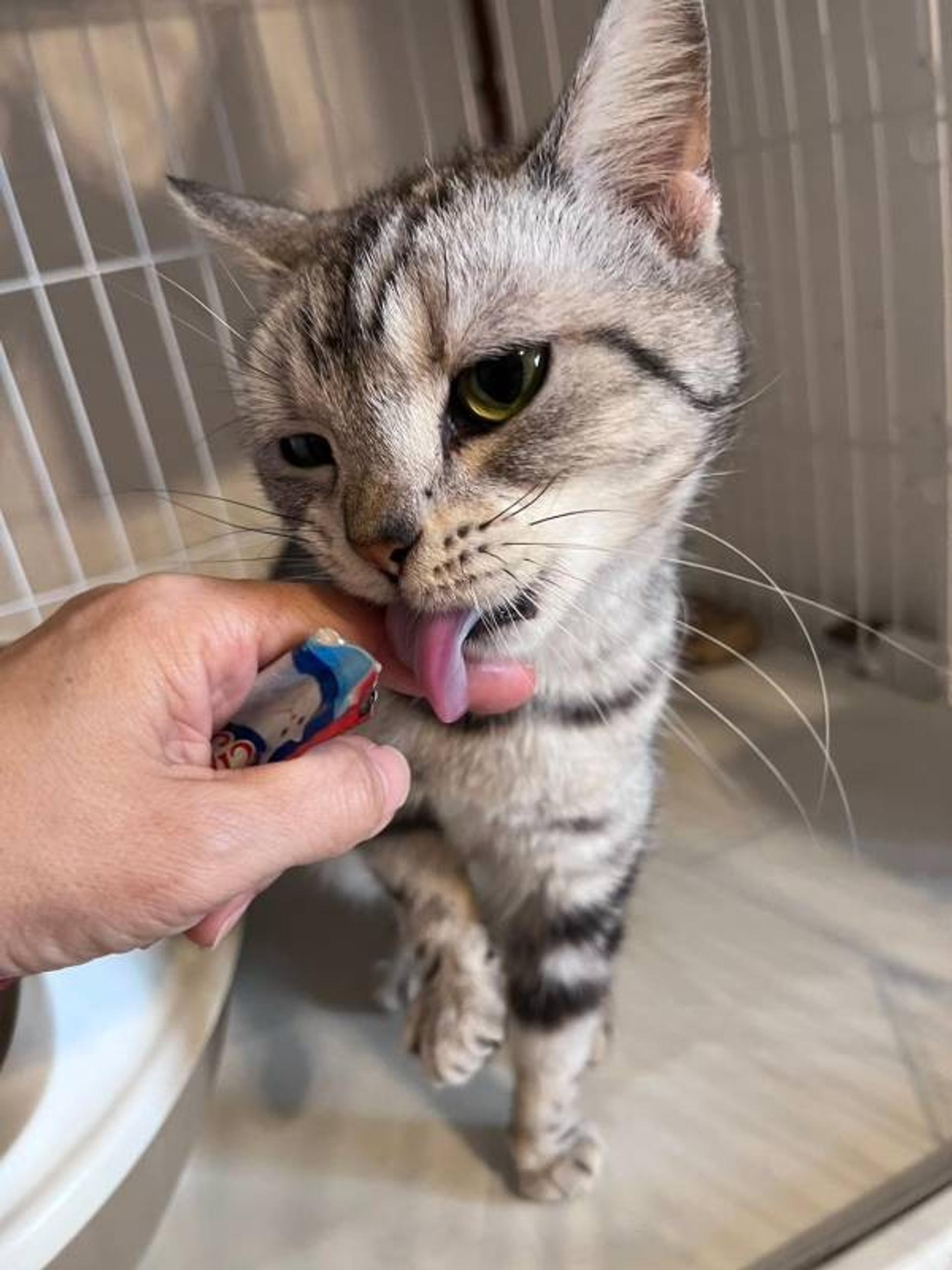pet-image-4