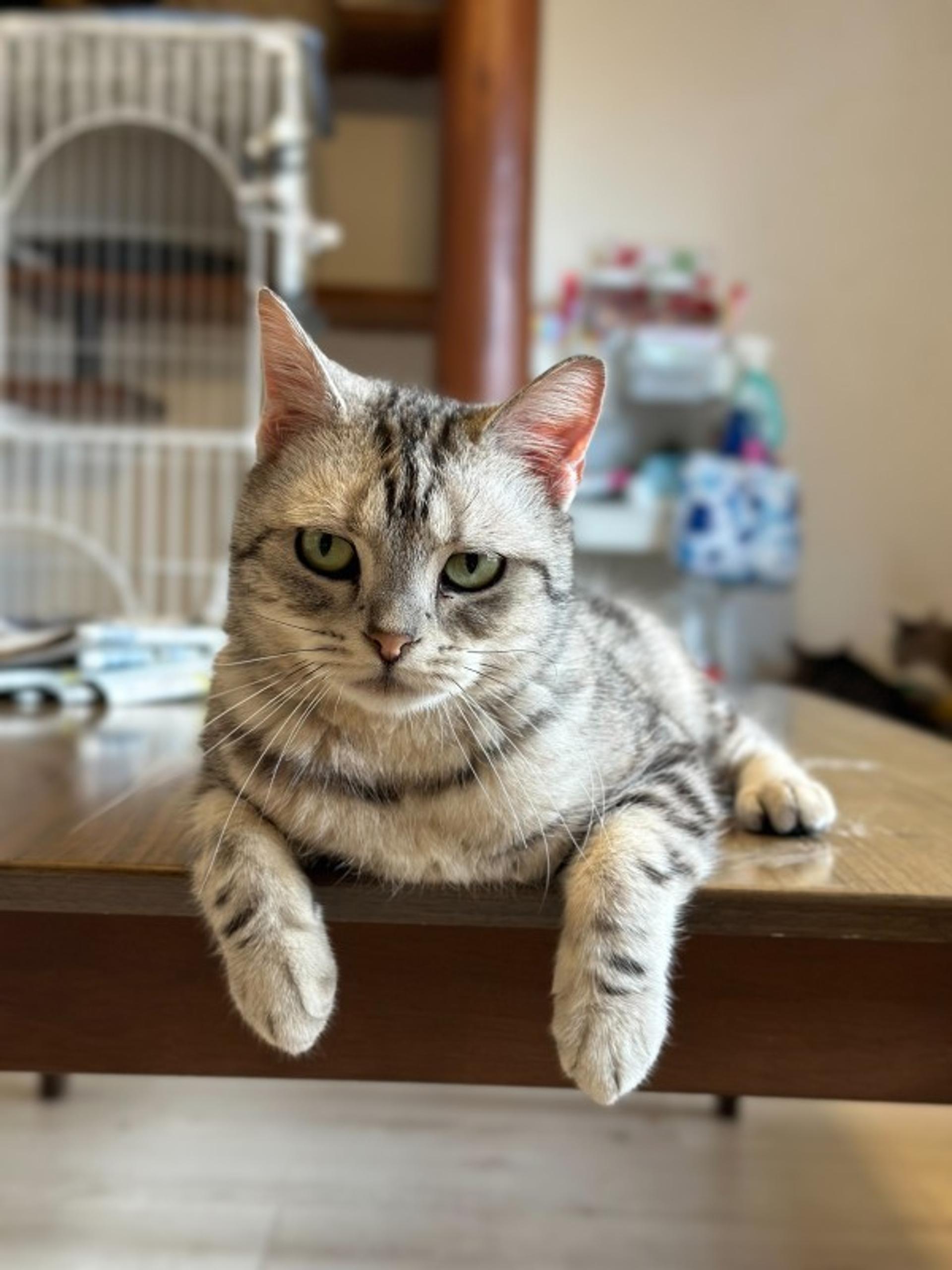 pet-image-7