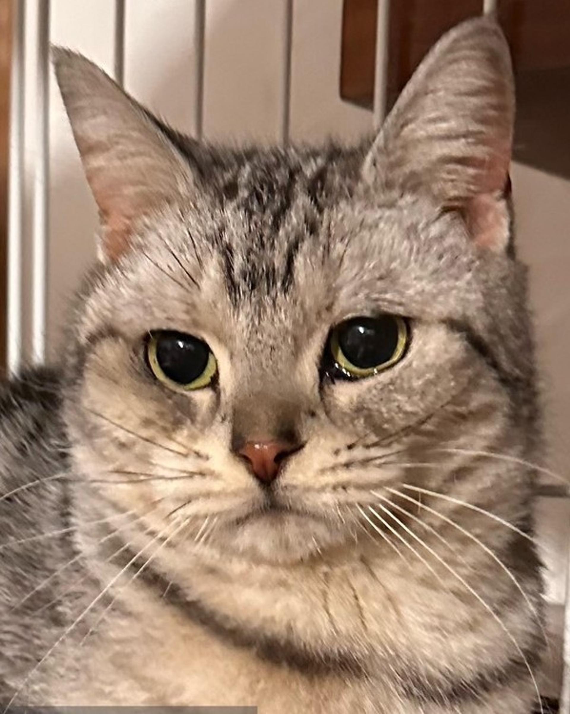 pet-image-9