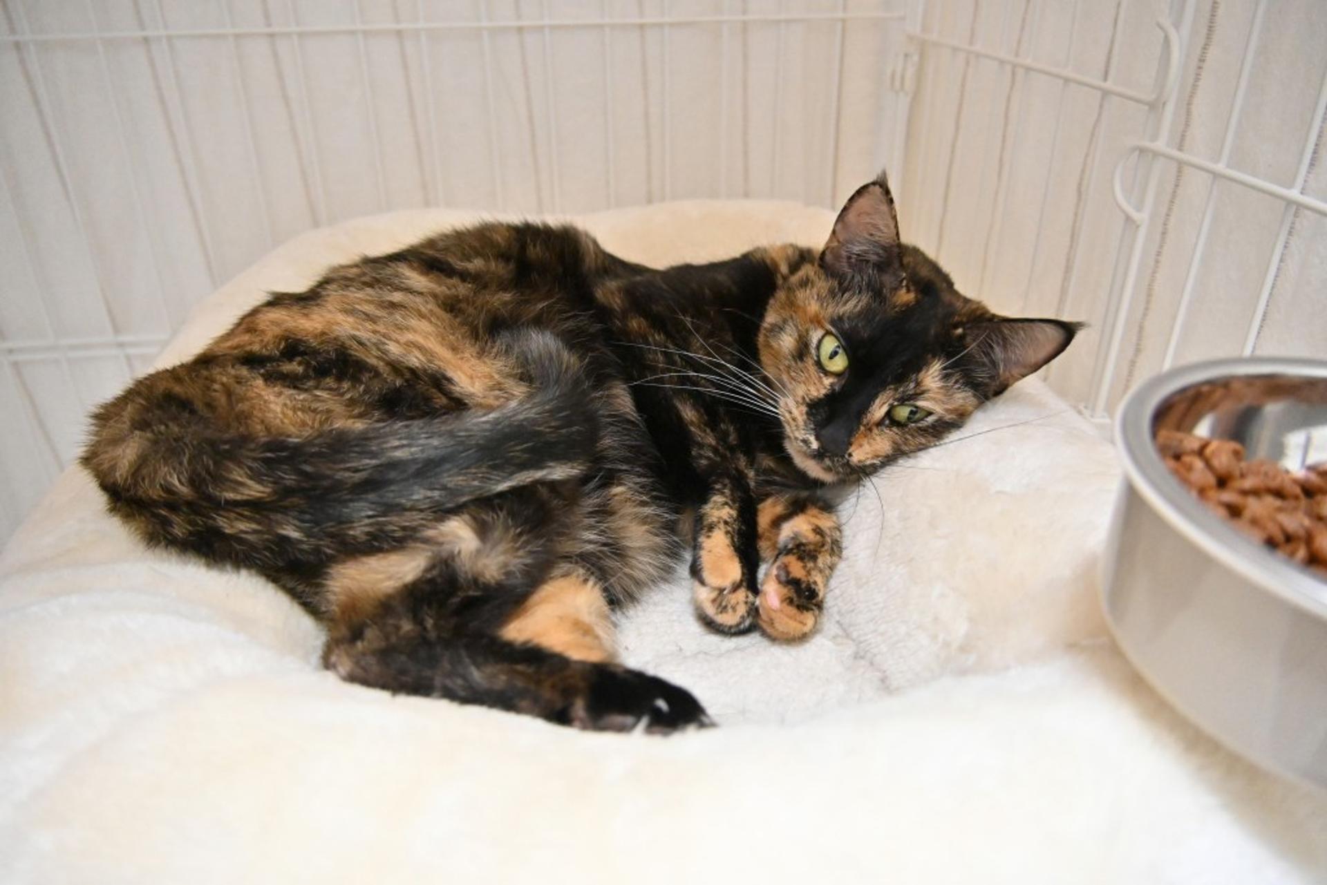pet-image-5