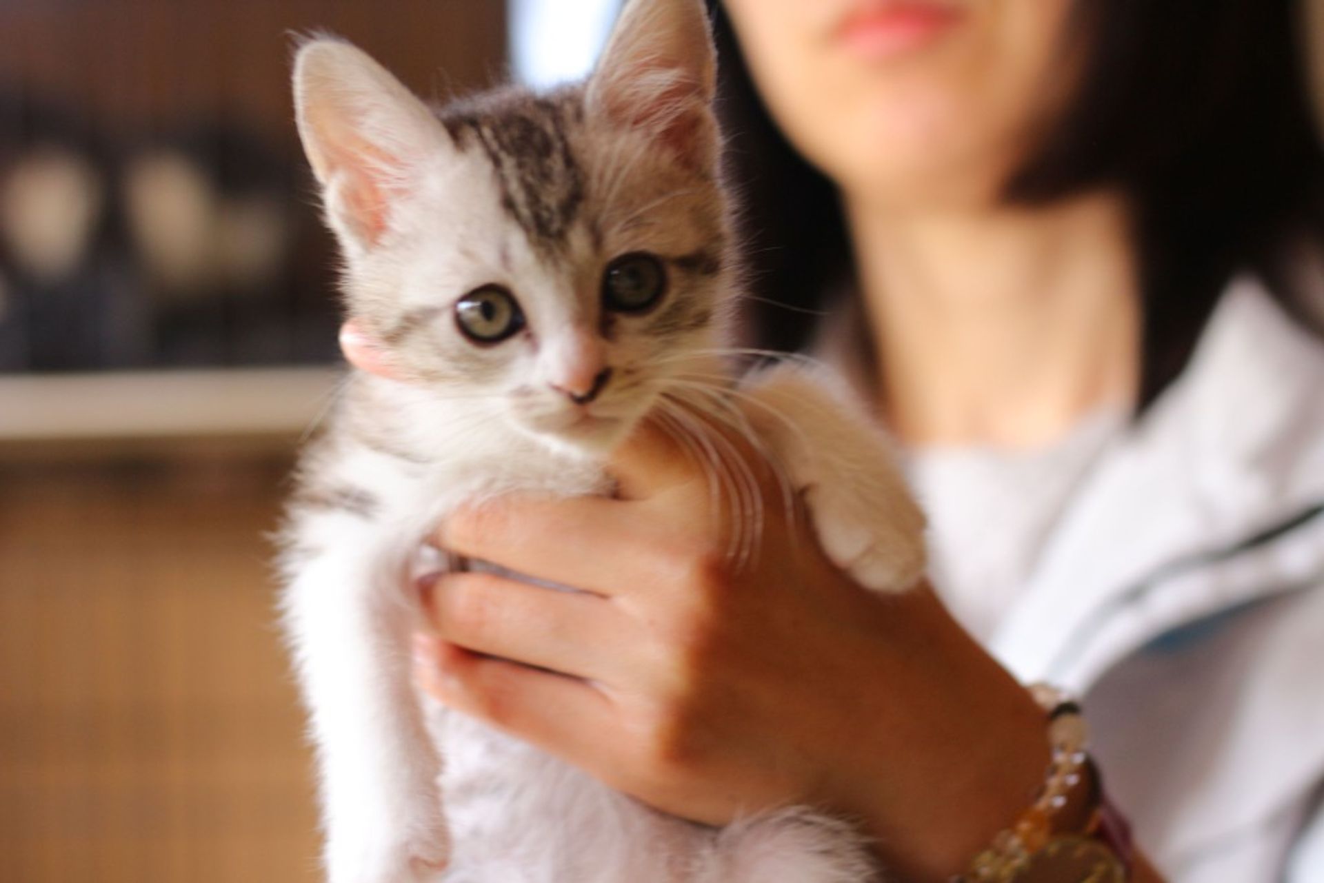 雑種（ミックス猫）・オスの里親募集の写真