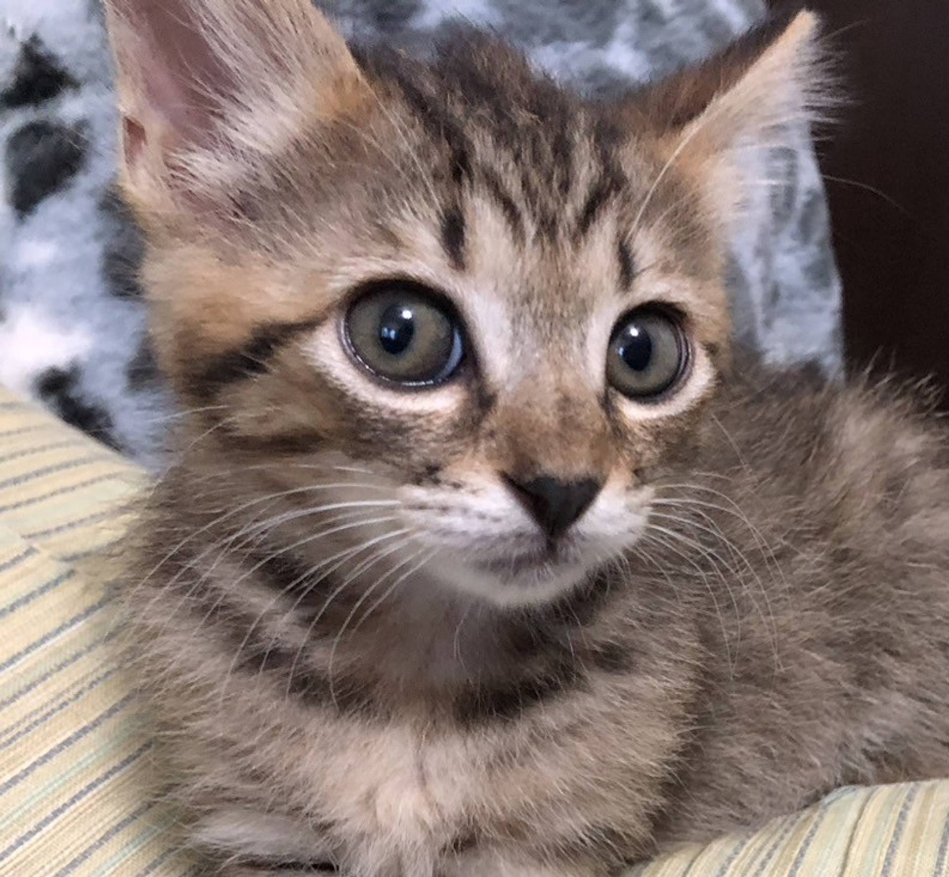 雑種（ミックス猫）・メスの里親募集の写真