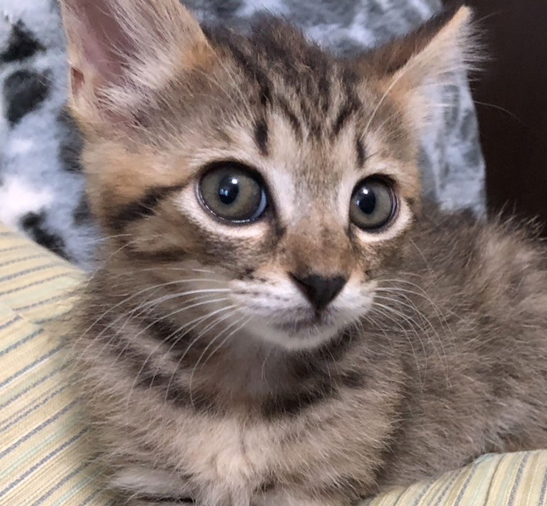 雑種（ミックス猫）・メスの里親募集の写真