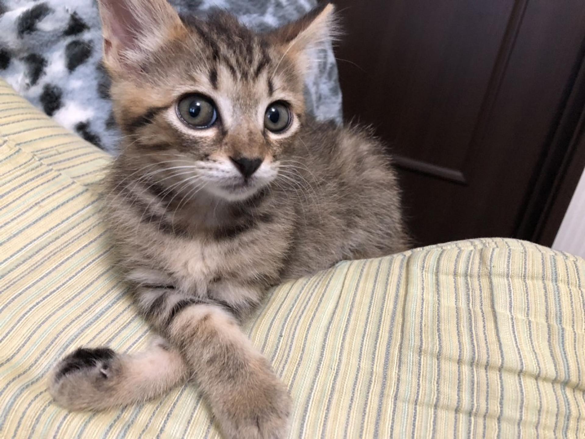 pet-image-2