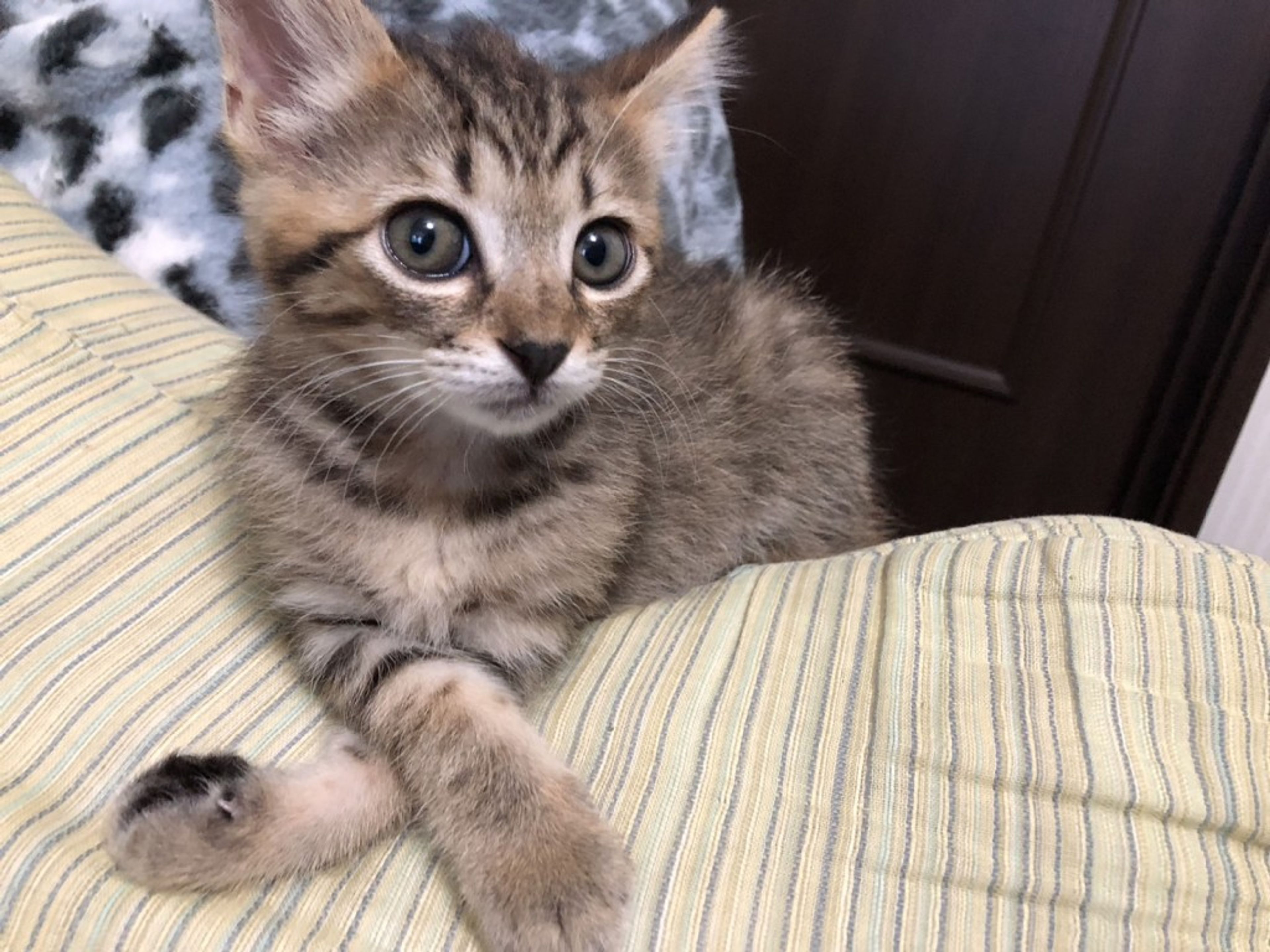 pet-image-2