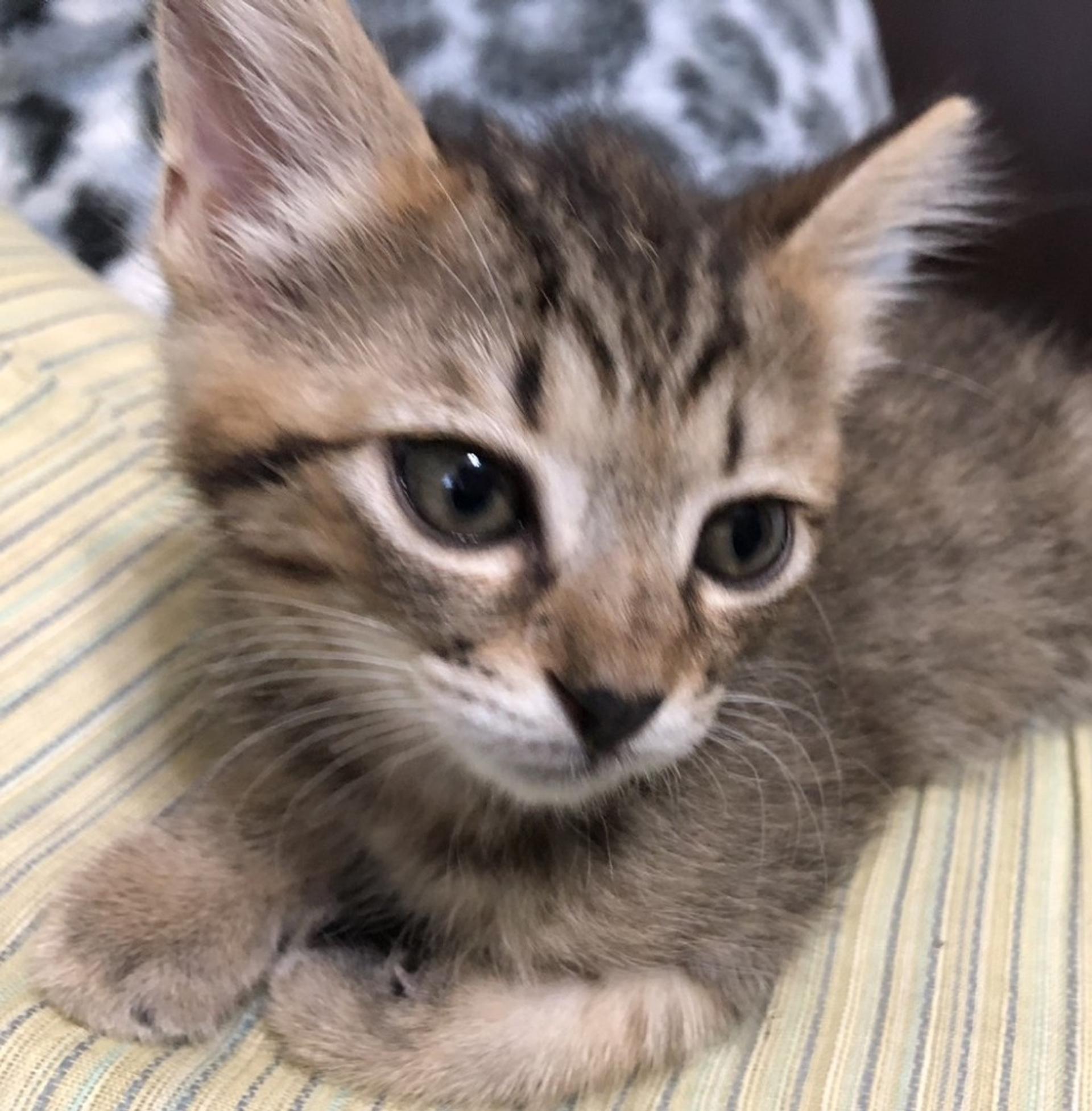 pet-image-3