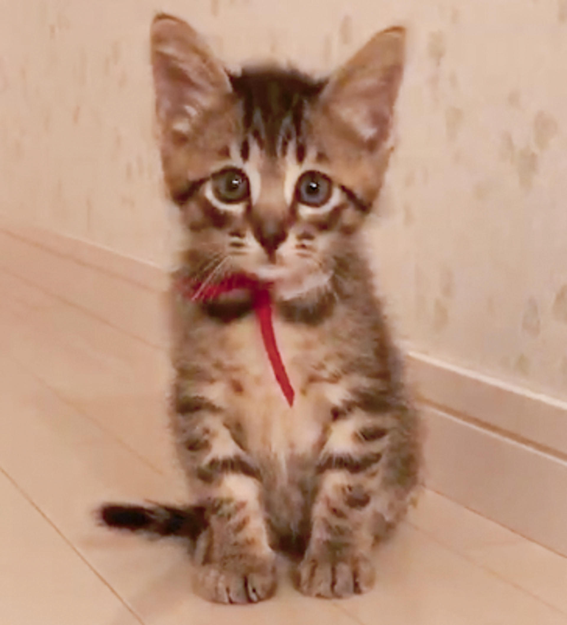 pet-image-3