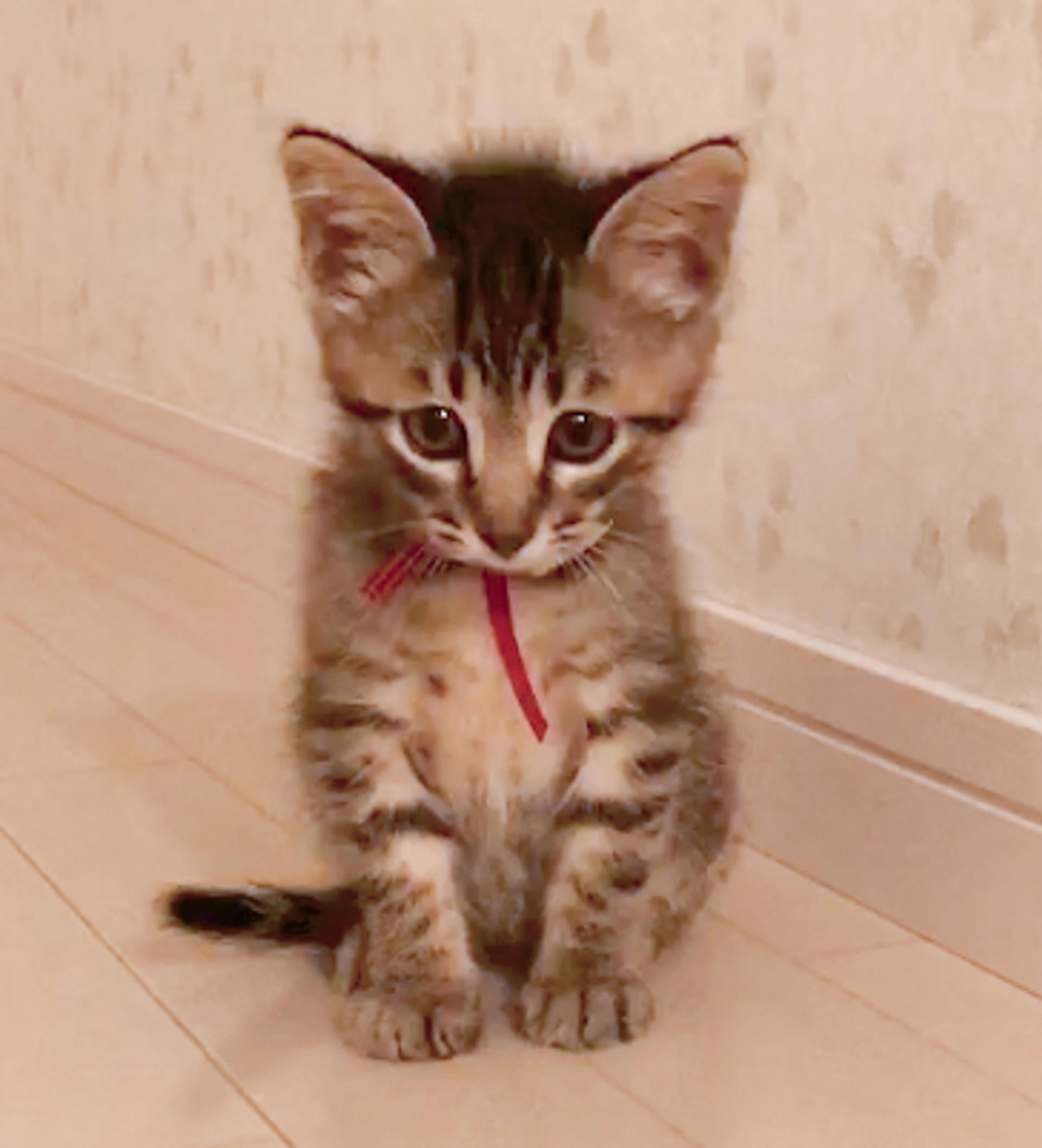 pet-image-4