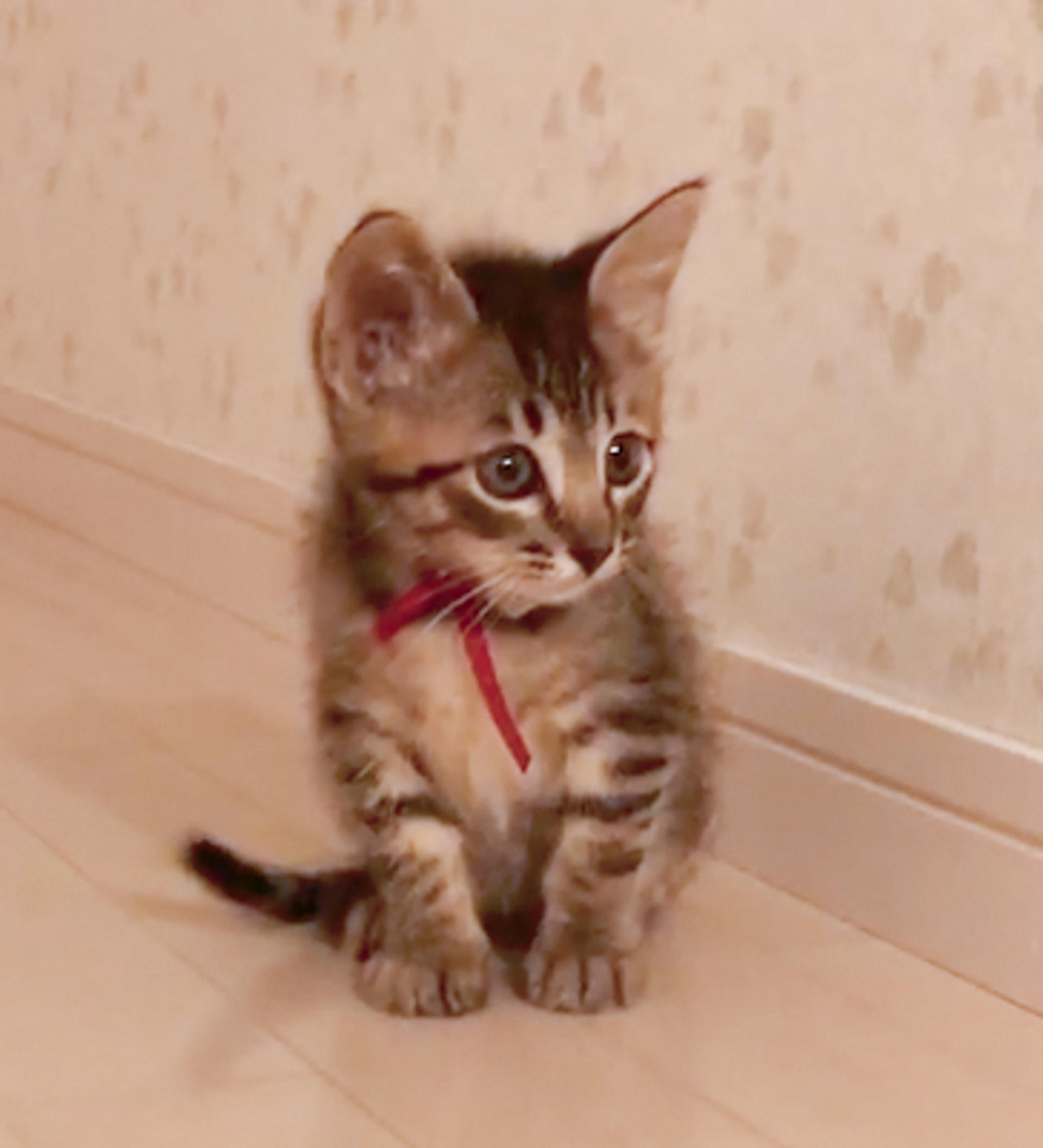 pet-image-5