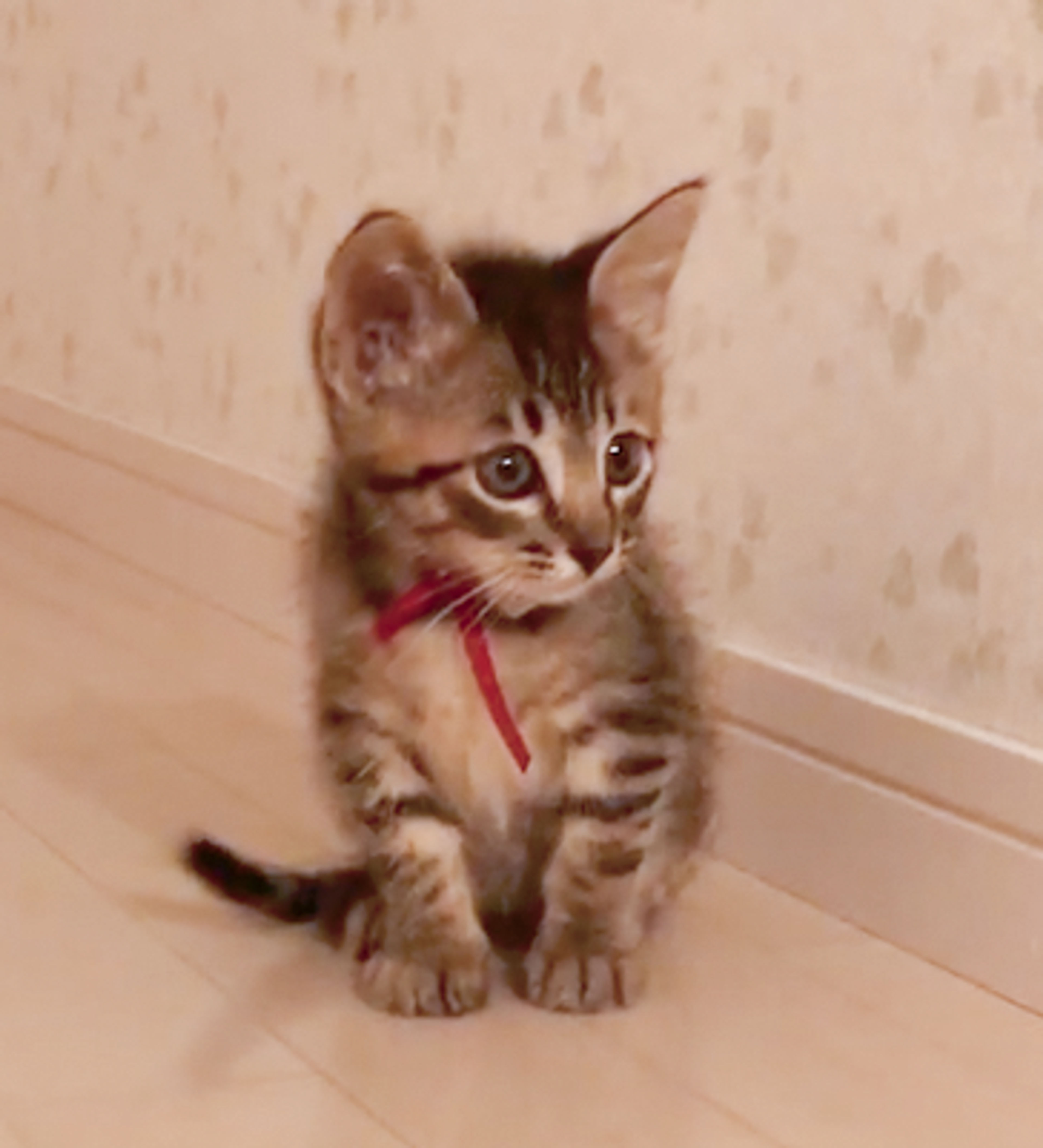 pet-image-5