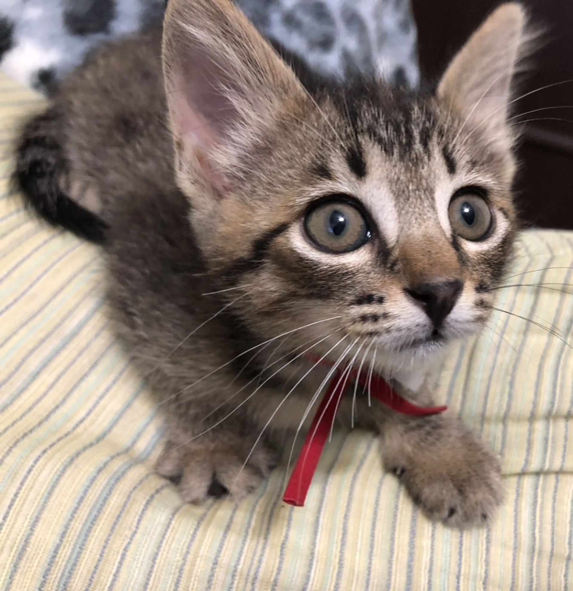雑種（ミックス猫）・メスの里親募集の写真