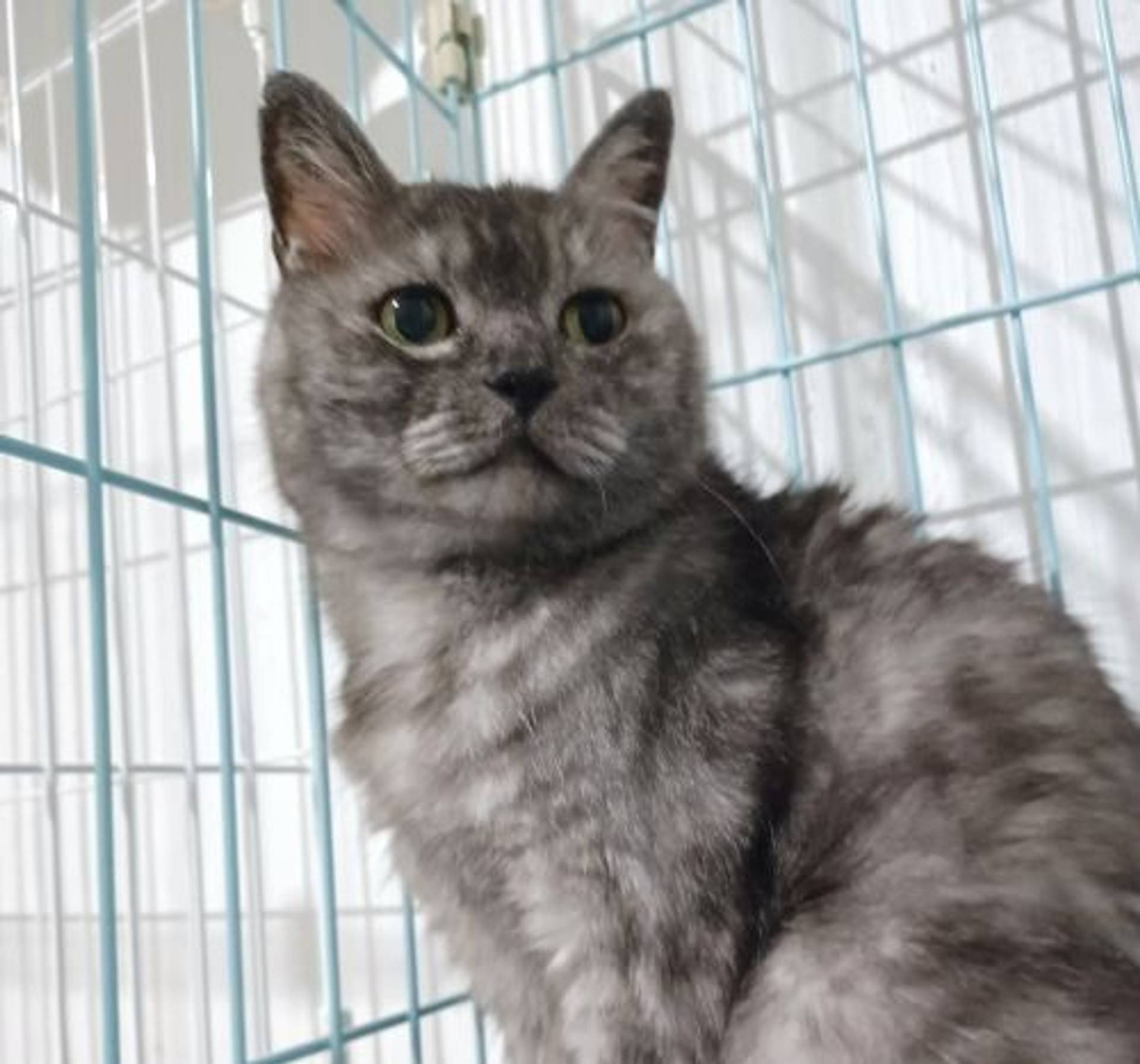 雑種（ミックス猫）・メスの里親募集の写真
