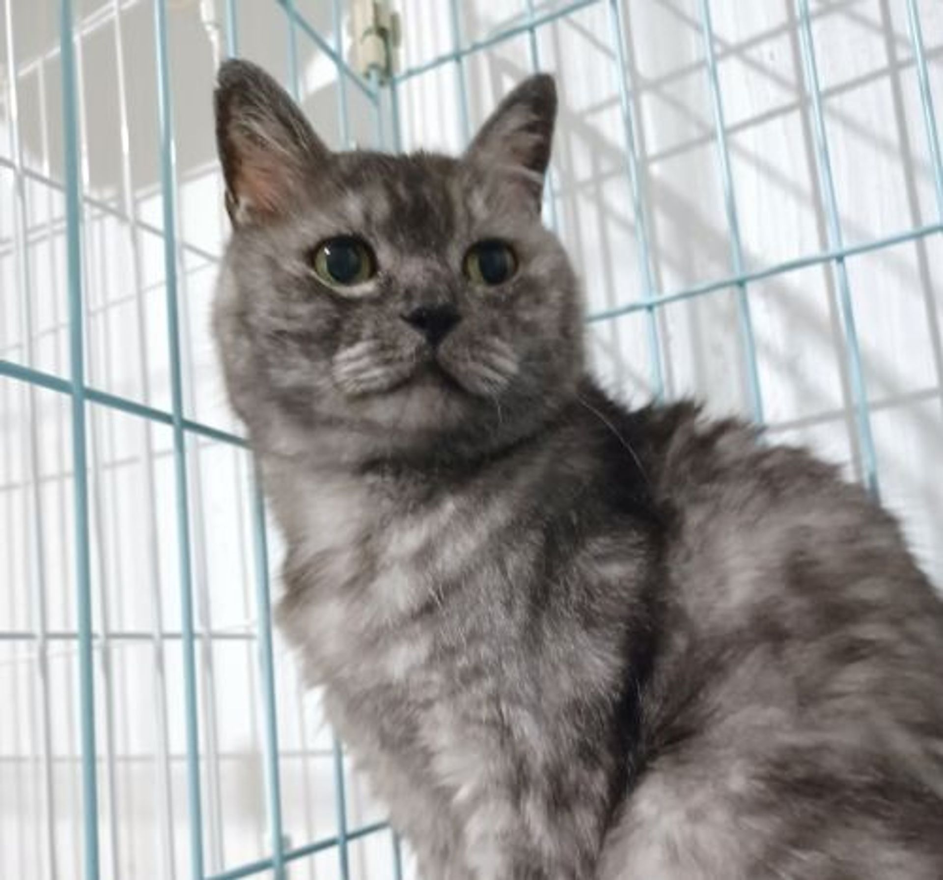 雑種（ミックス猫）・メスの里親募集の写真