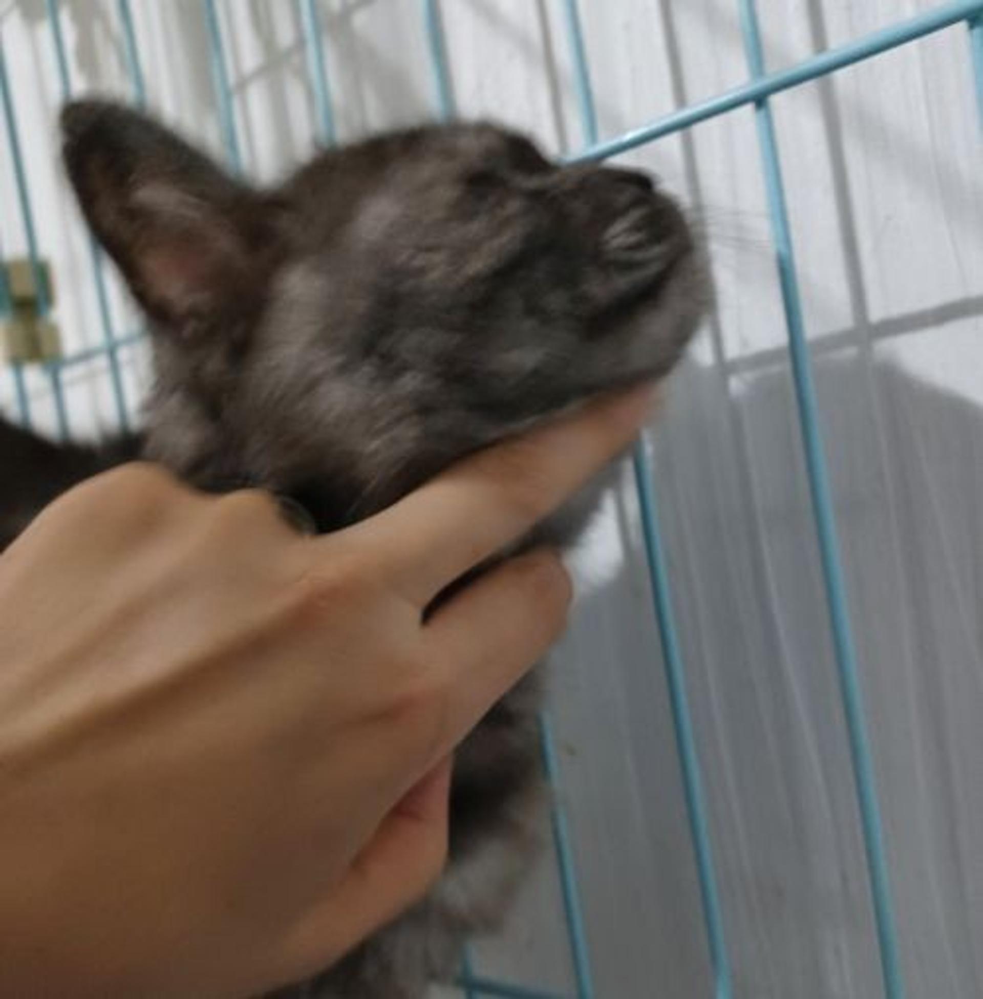pet-image-7