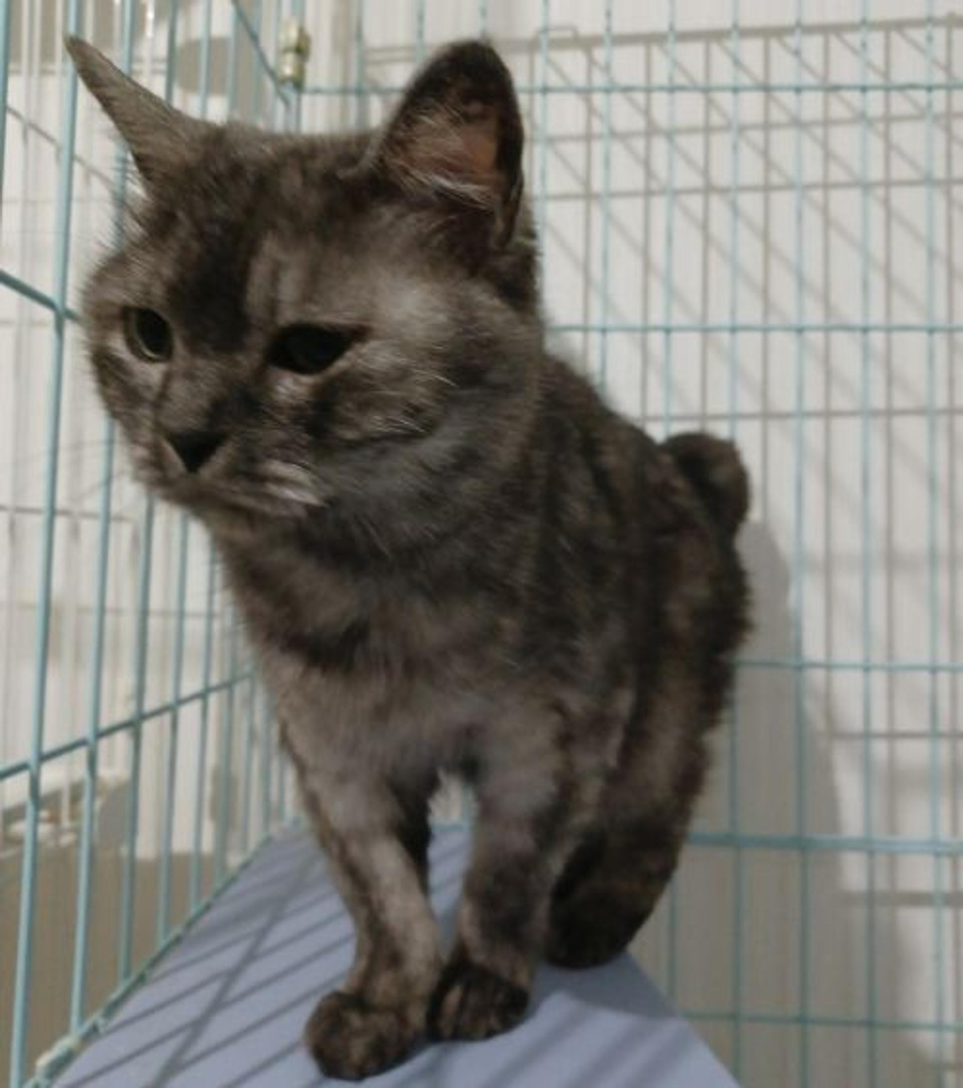 pet-image-8