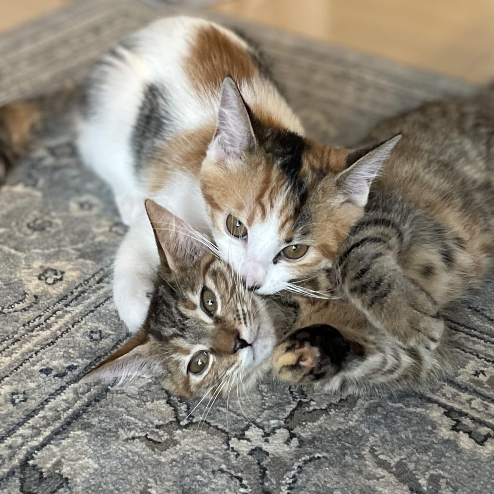 pet-image-7