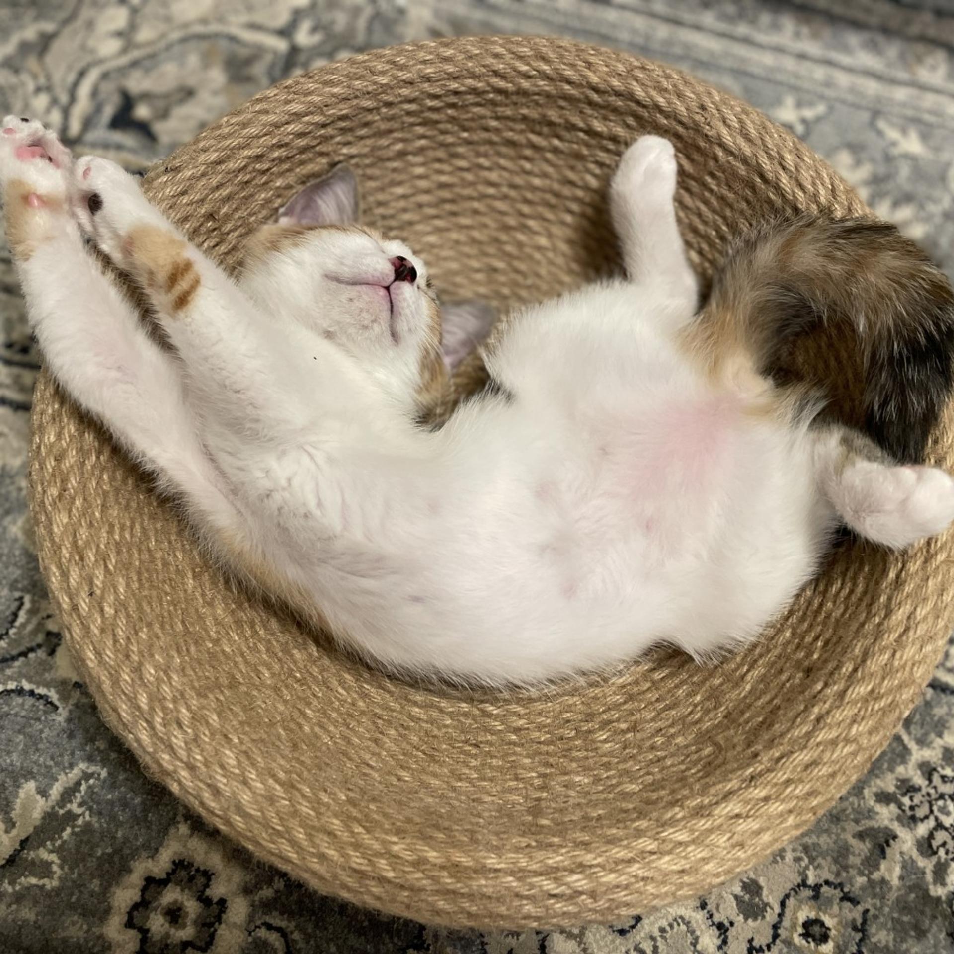 pet-image-4