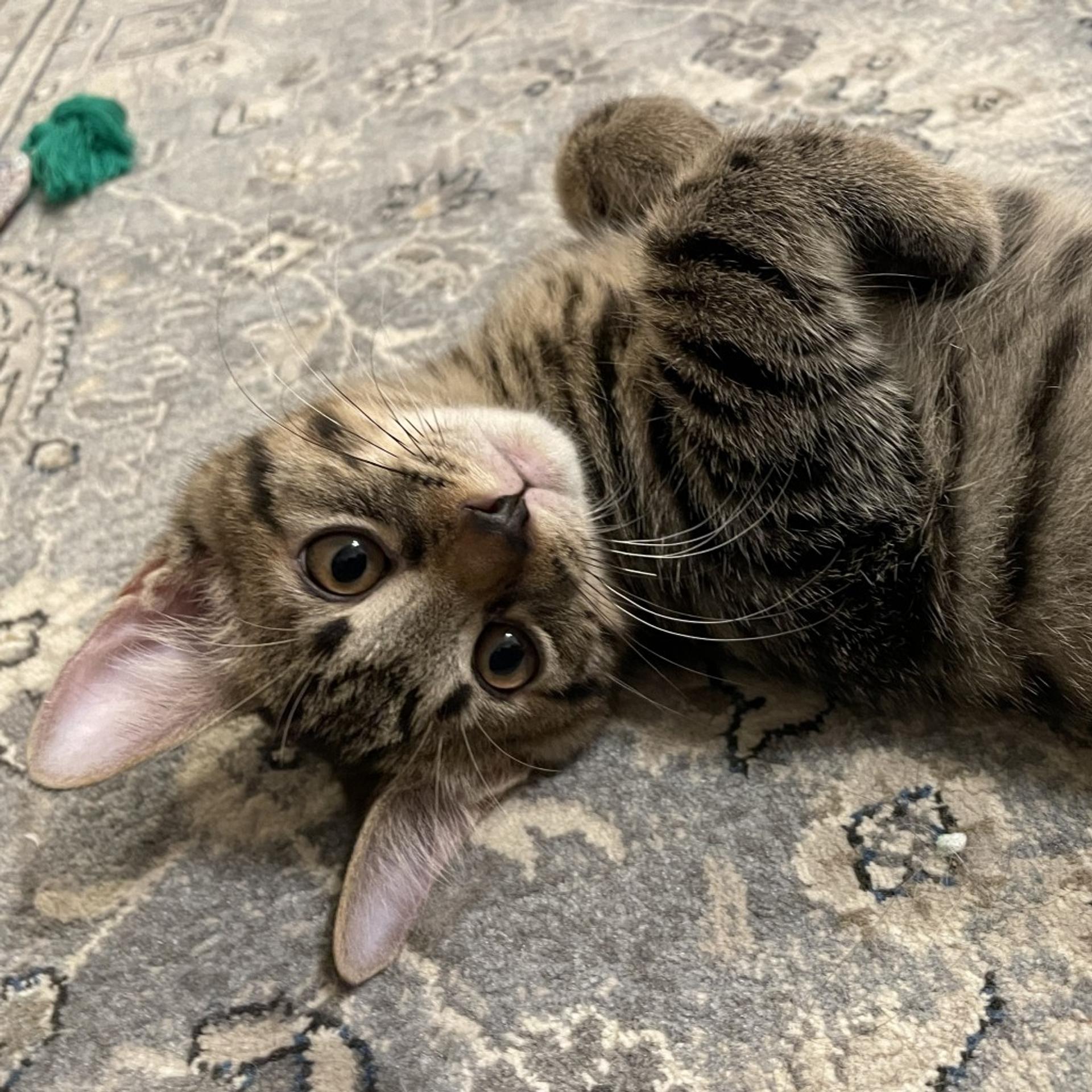 pet-image-5