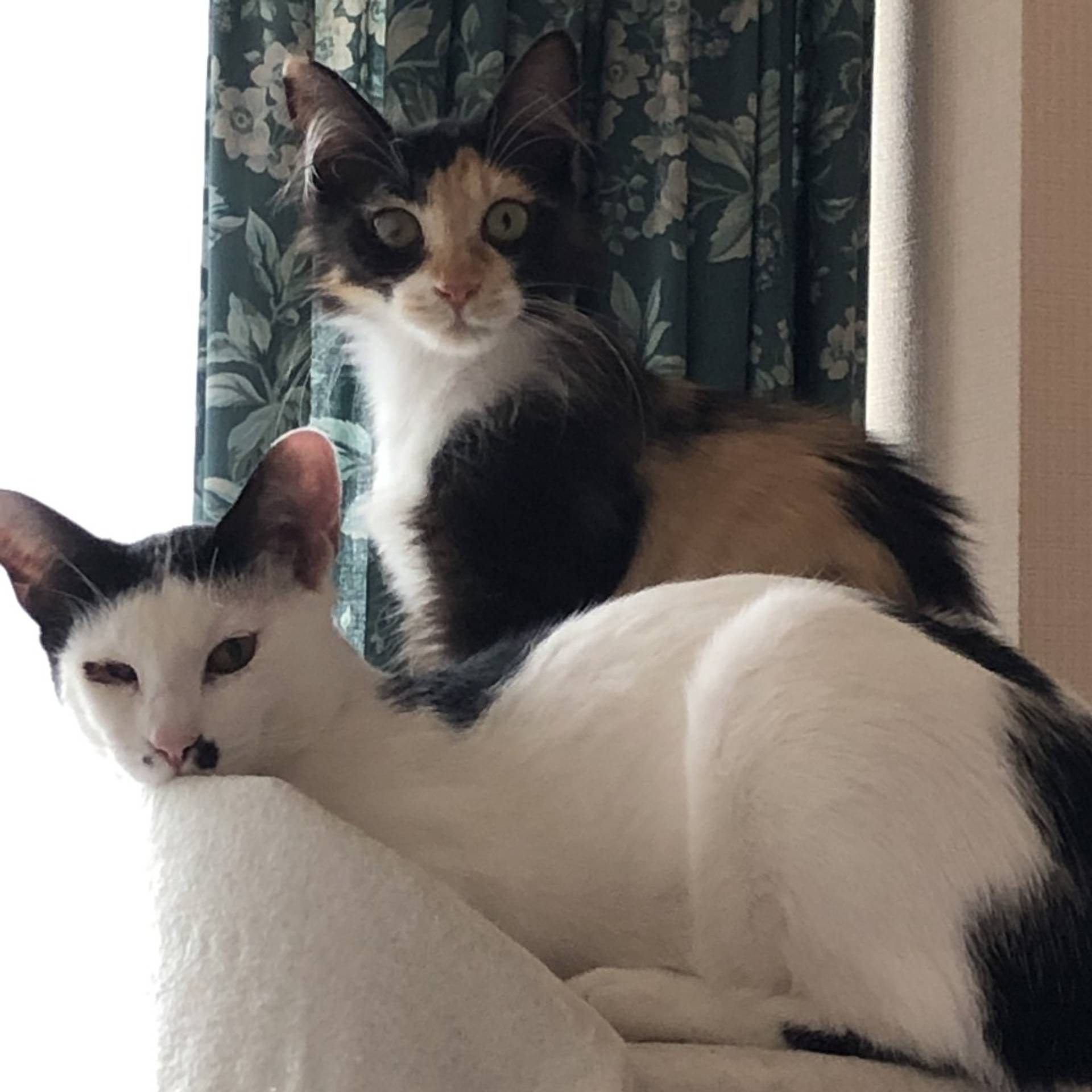 雑種（ミックス猫）・メスの里親募集の写真