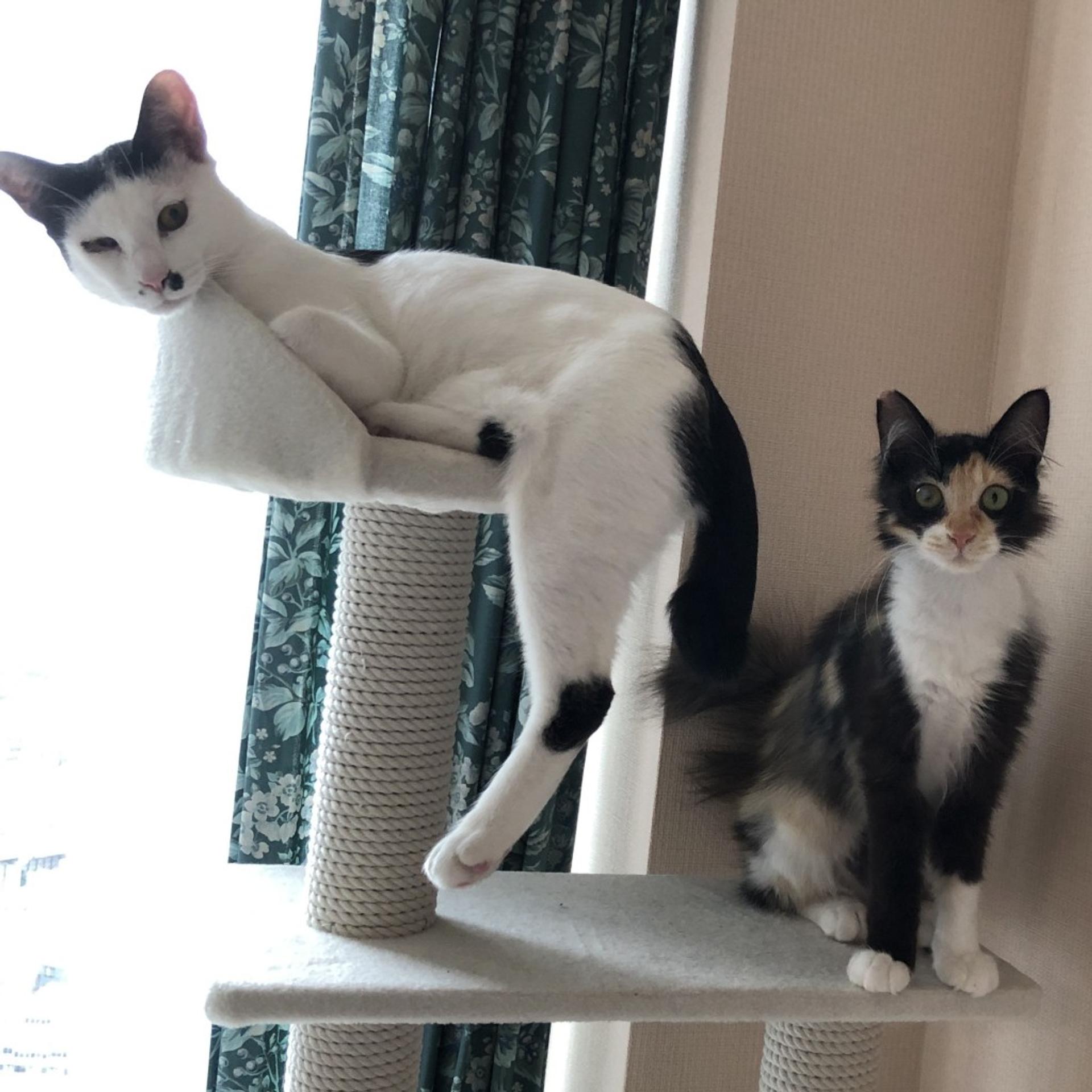 pet-image-4