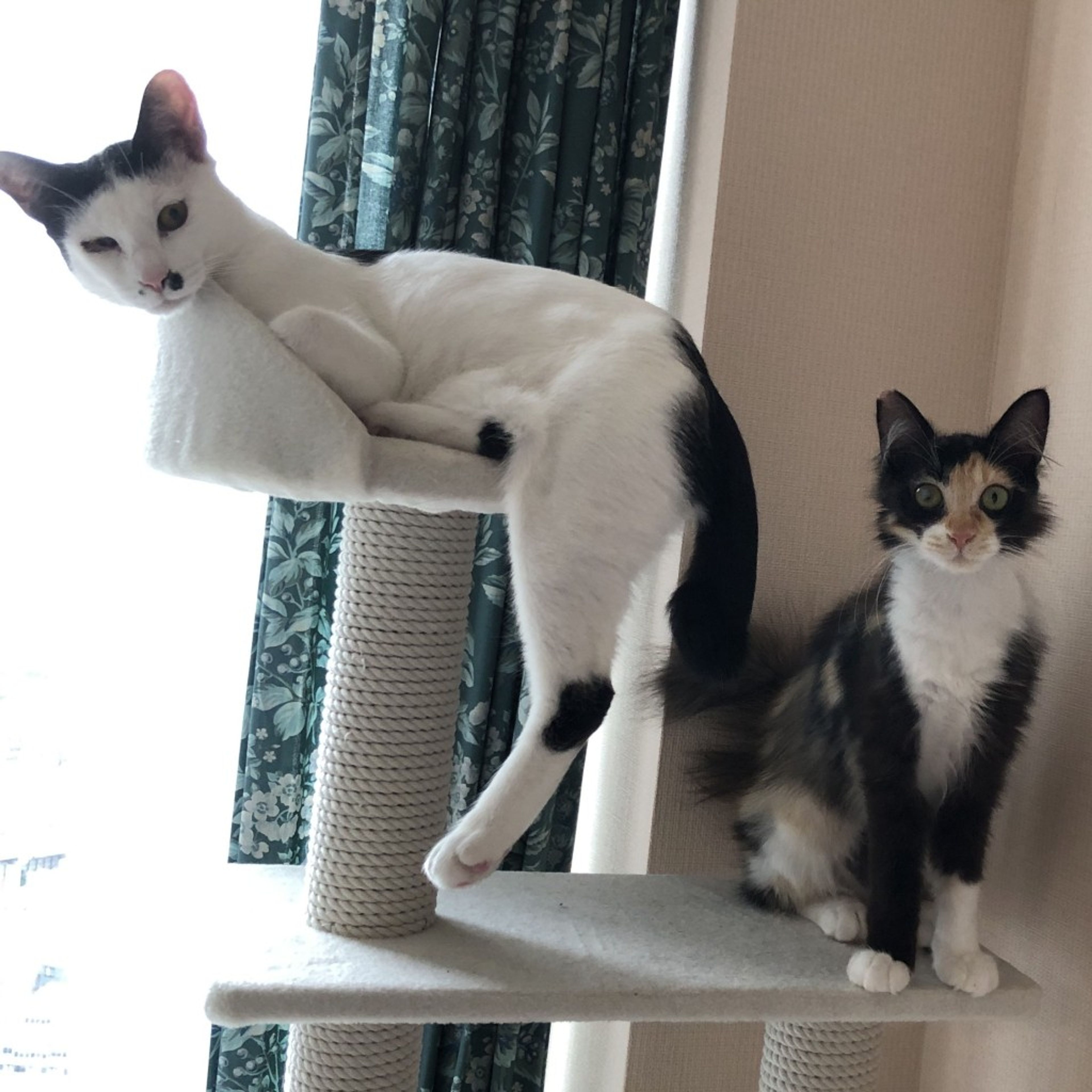 pet-image-4